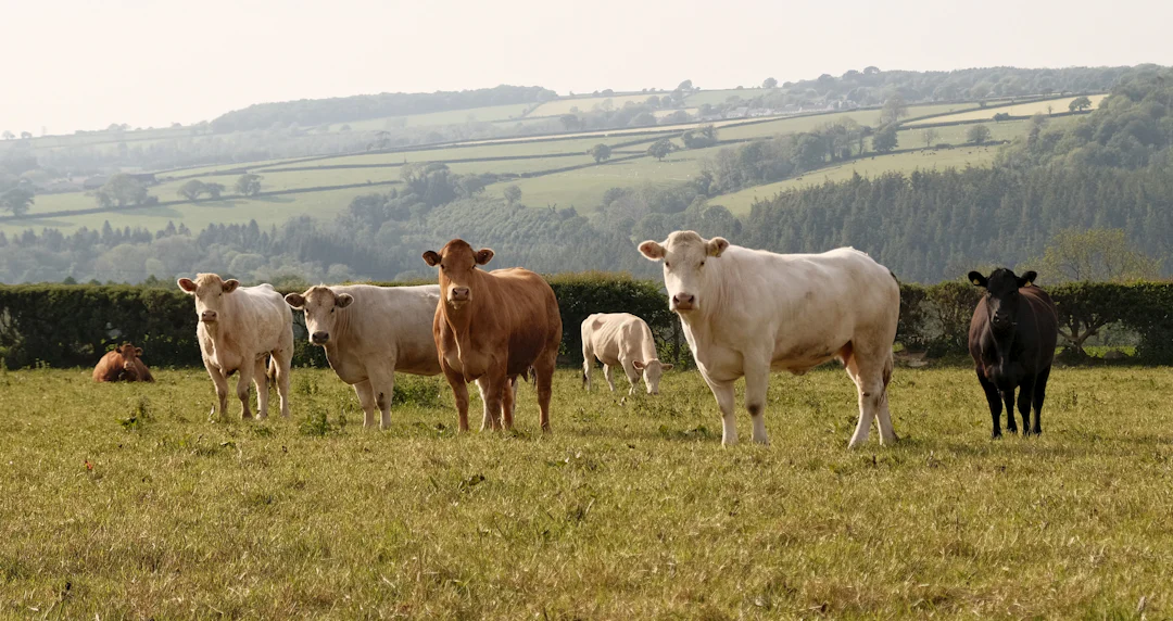 Cattle on pasture