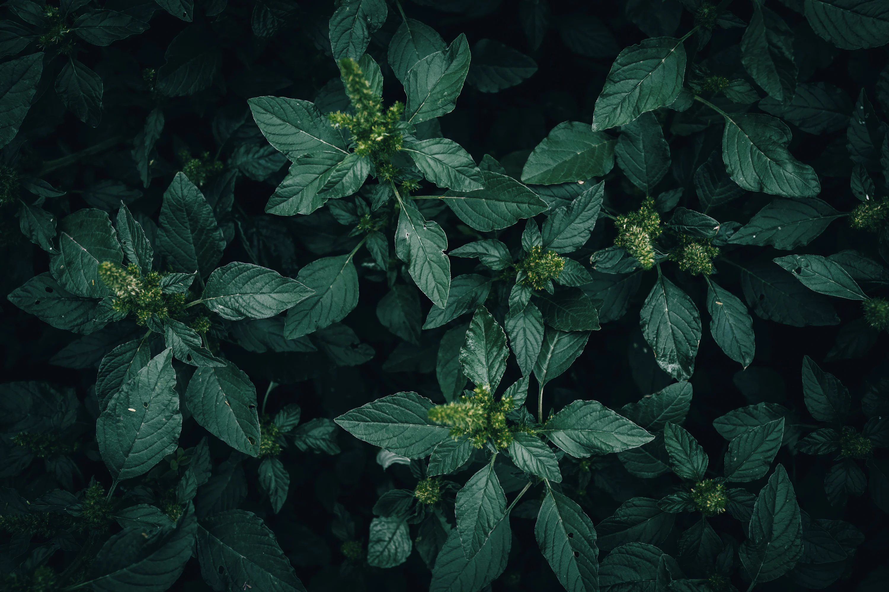 a close up of a plant with green leaves