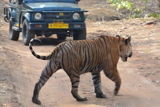 a large tiger walking across a dirt road
