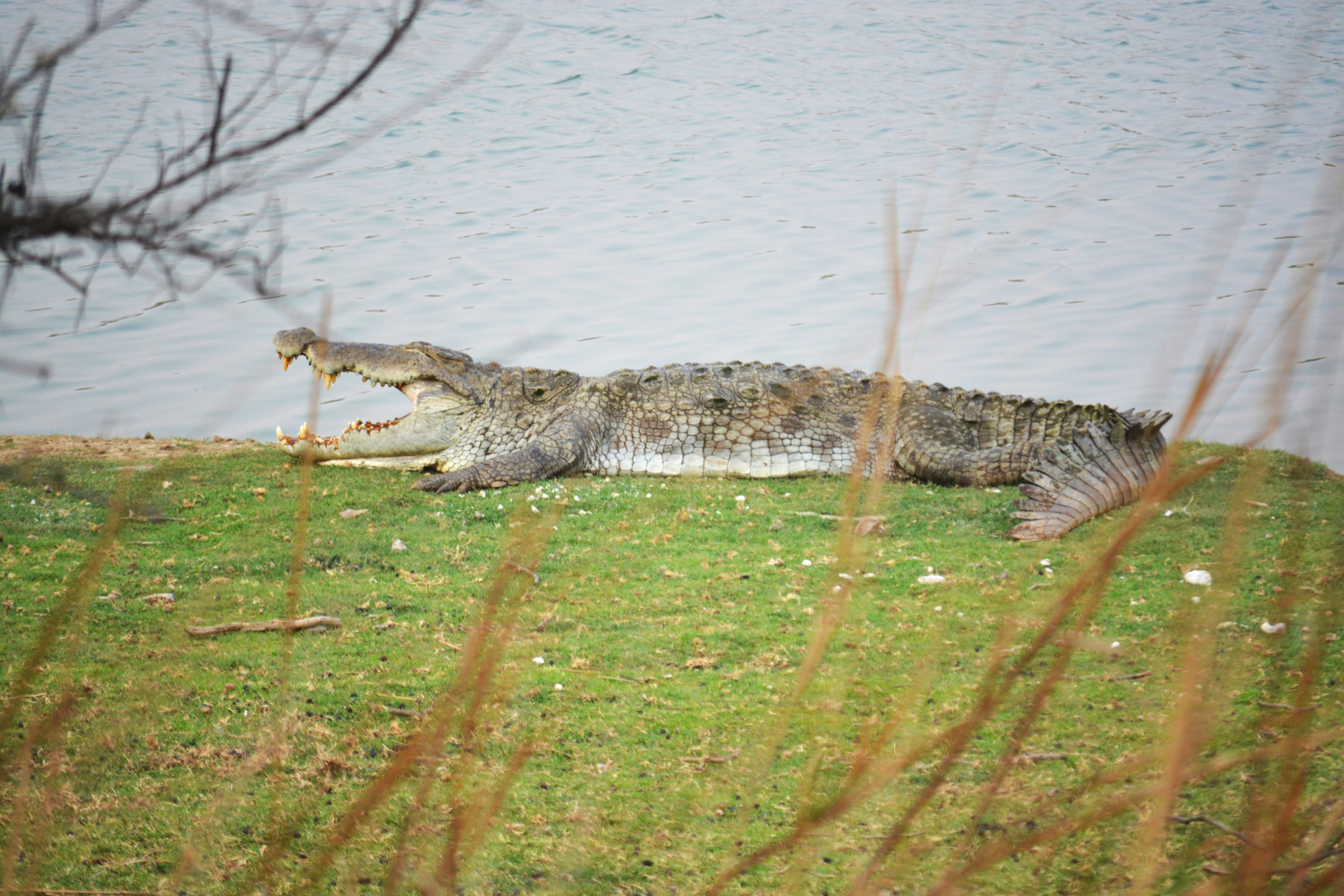 a large alligator laying on top of a lush green field