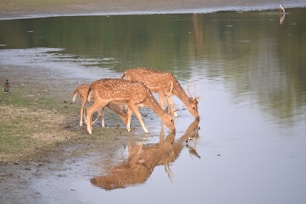 a group of deer drinking water from a pond