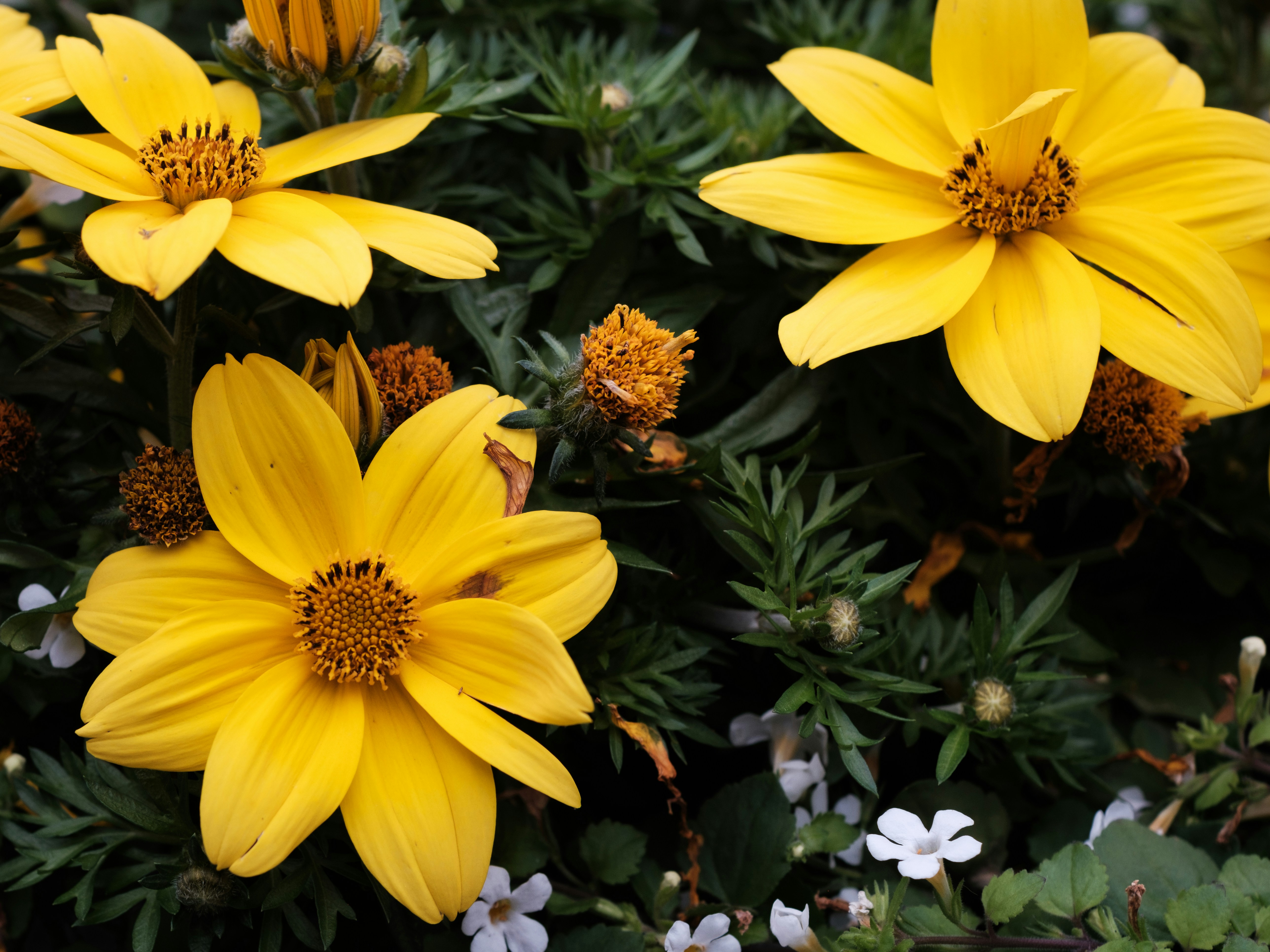 Photo by haberdoedas2