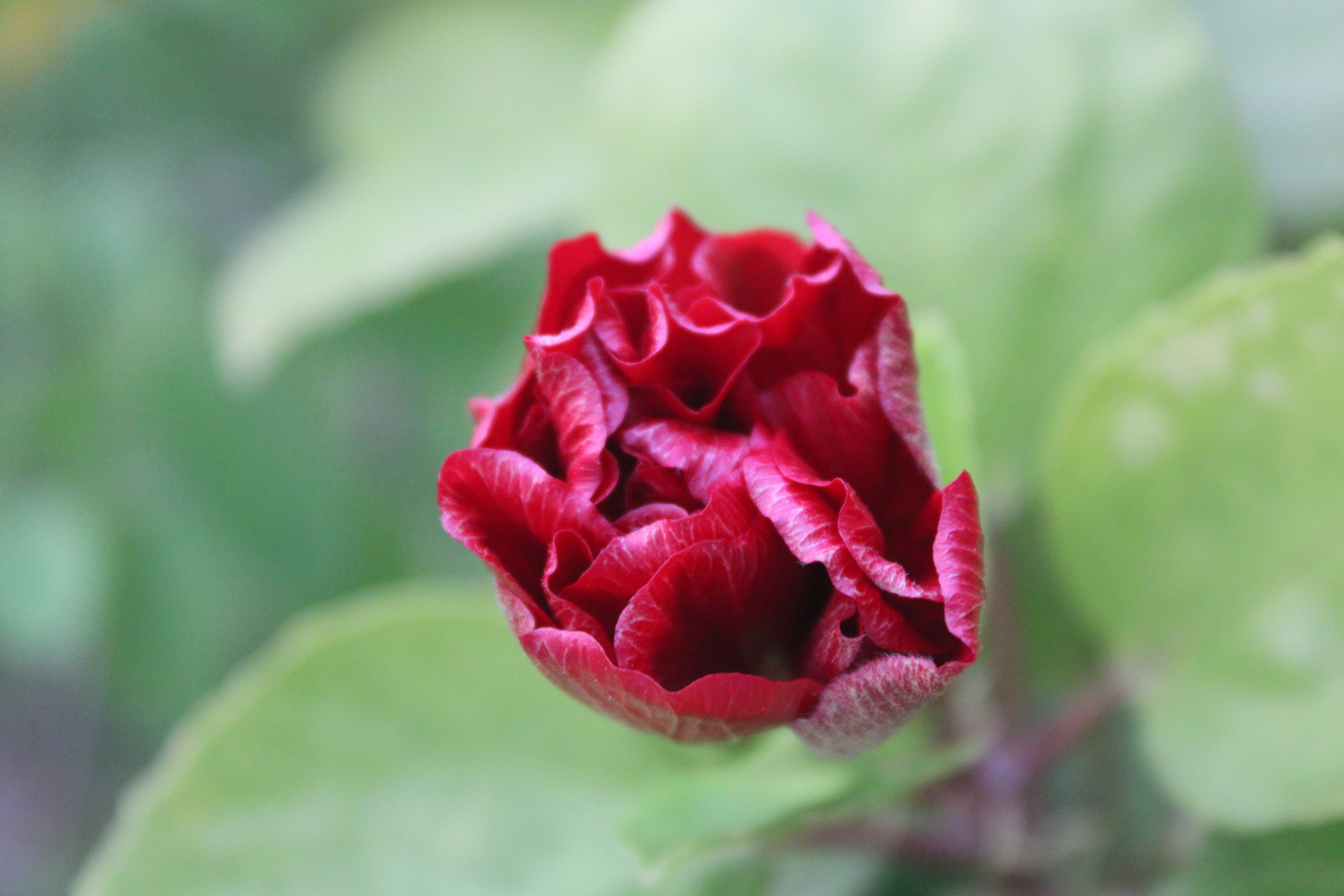 Photo by photoloveramico