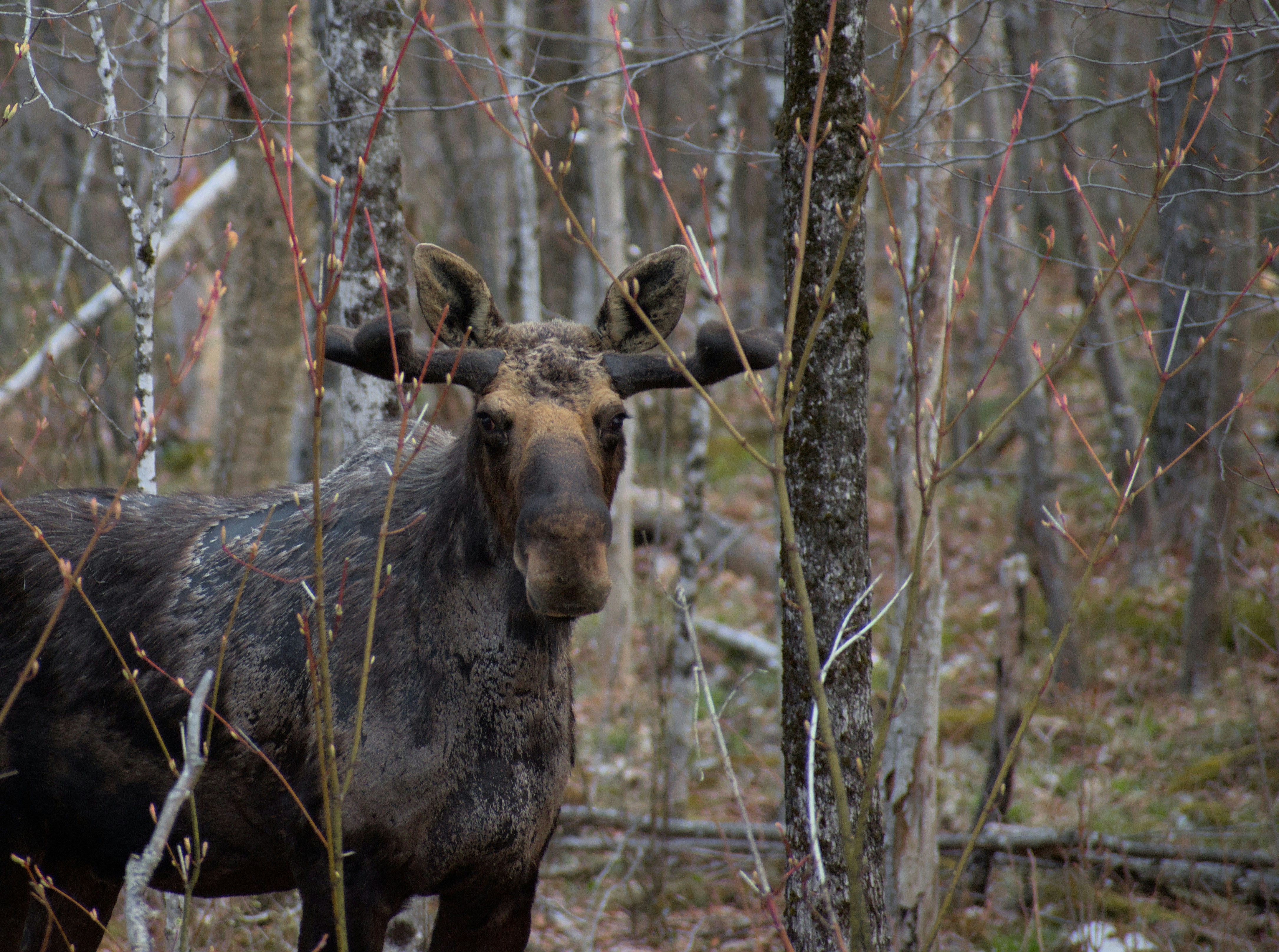 a moose standing in the middle of a forest