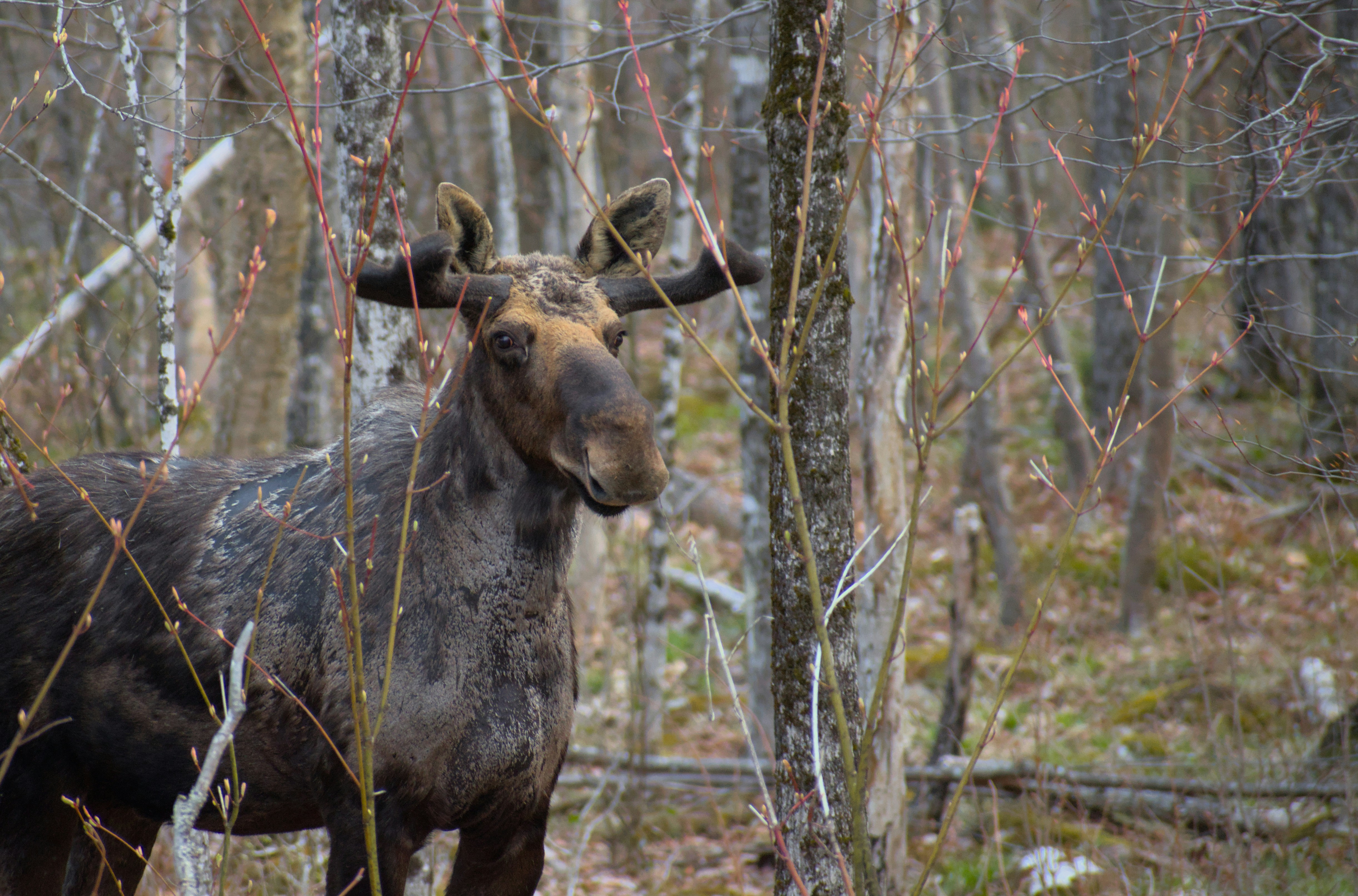 a moose standing in a forest next to a bunch of trees, A moose in Maine during spring standing behind budding brush.