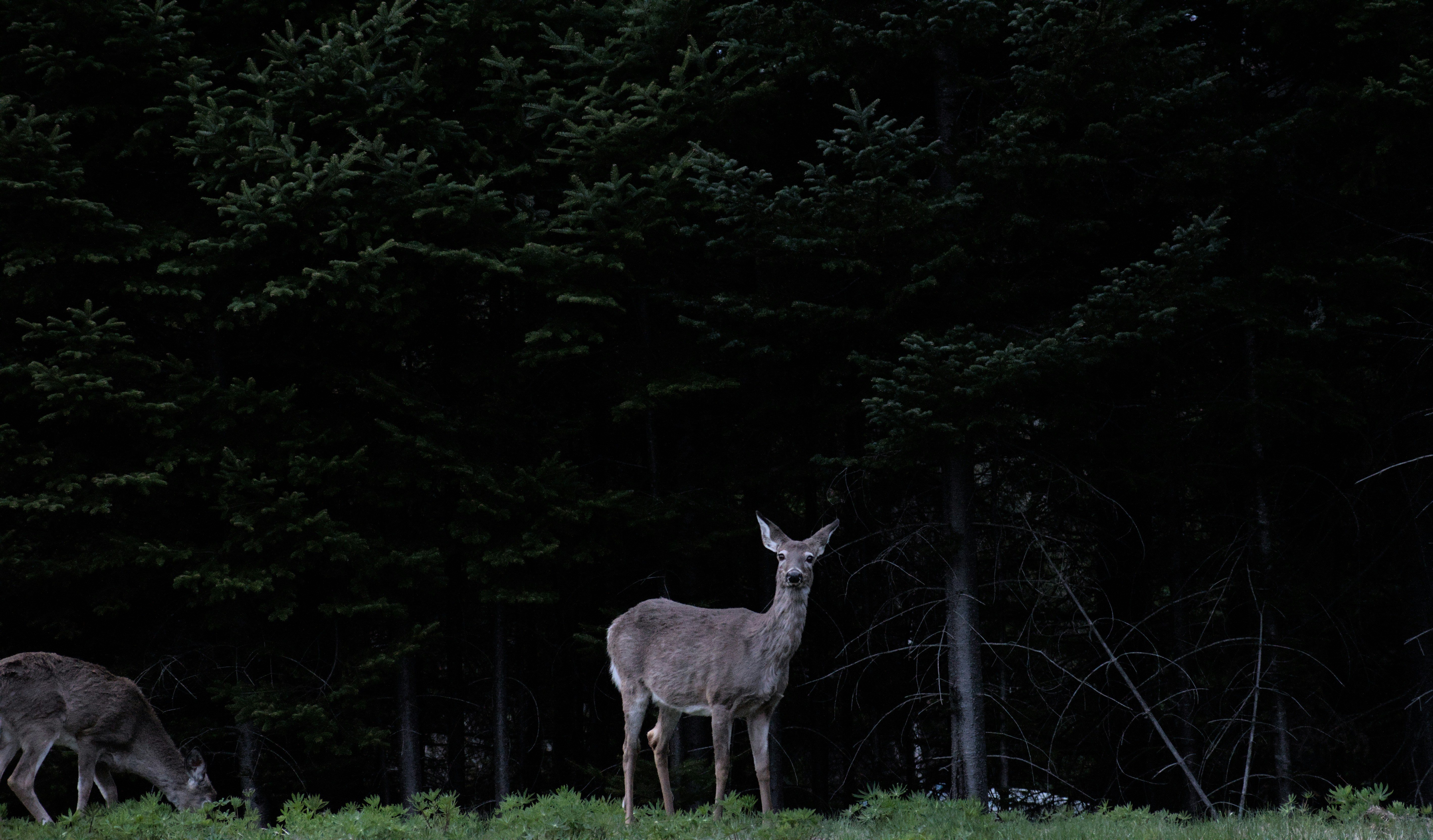 a couple of deer standing on top of a lush green field