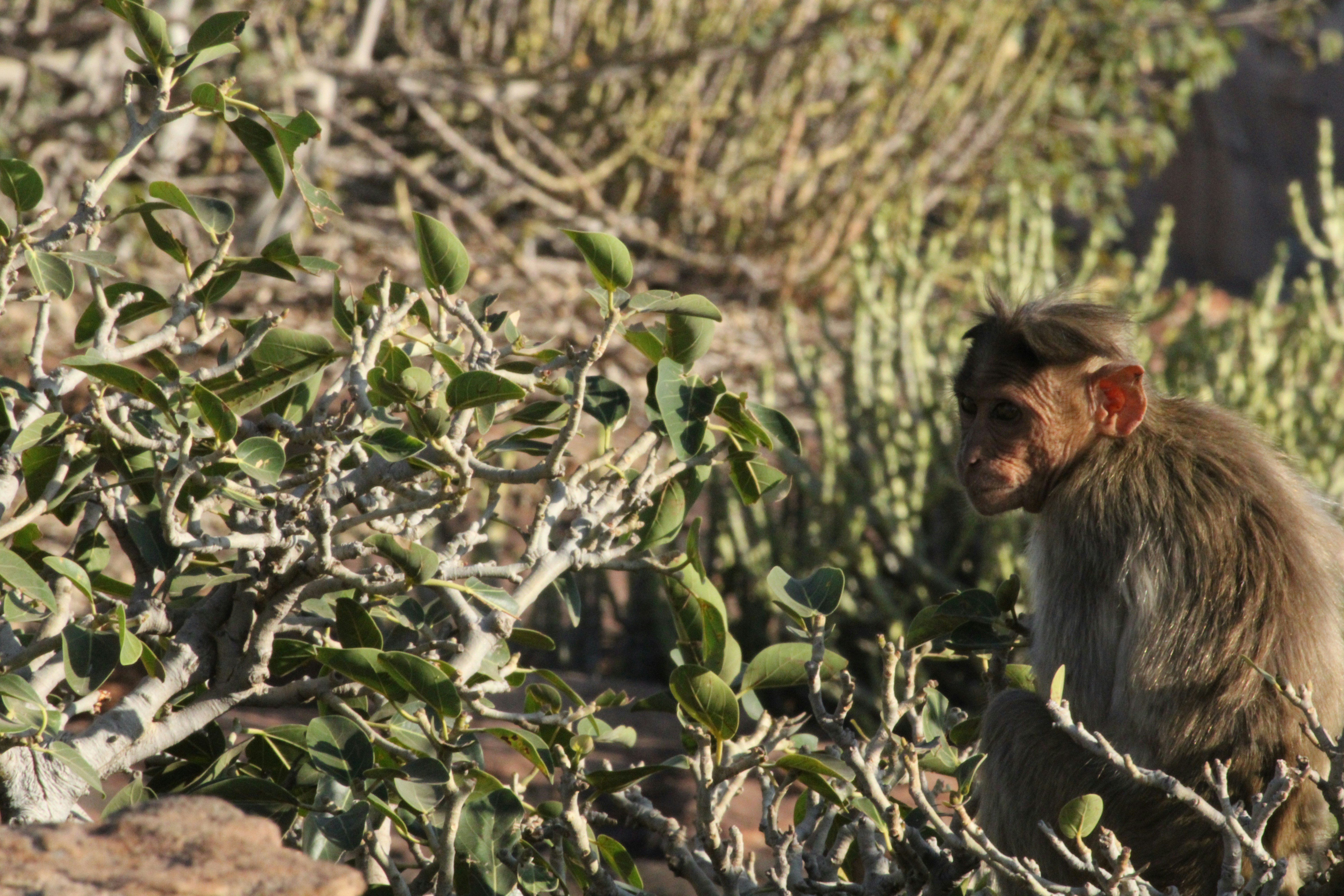 Ein Affe sitzt auf einem Ast in einem Wald