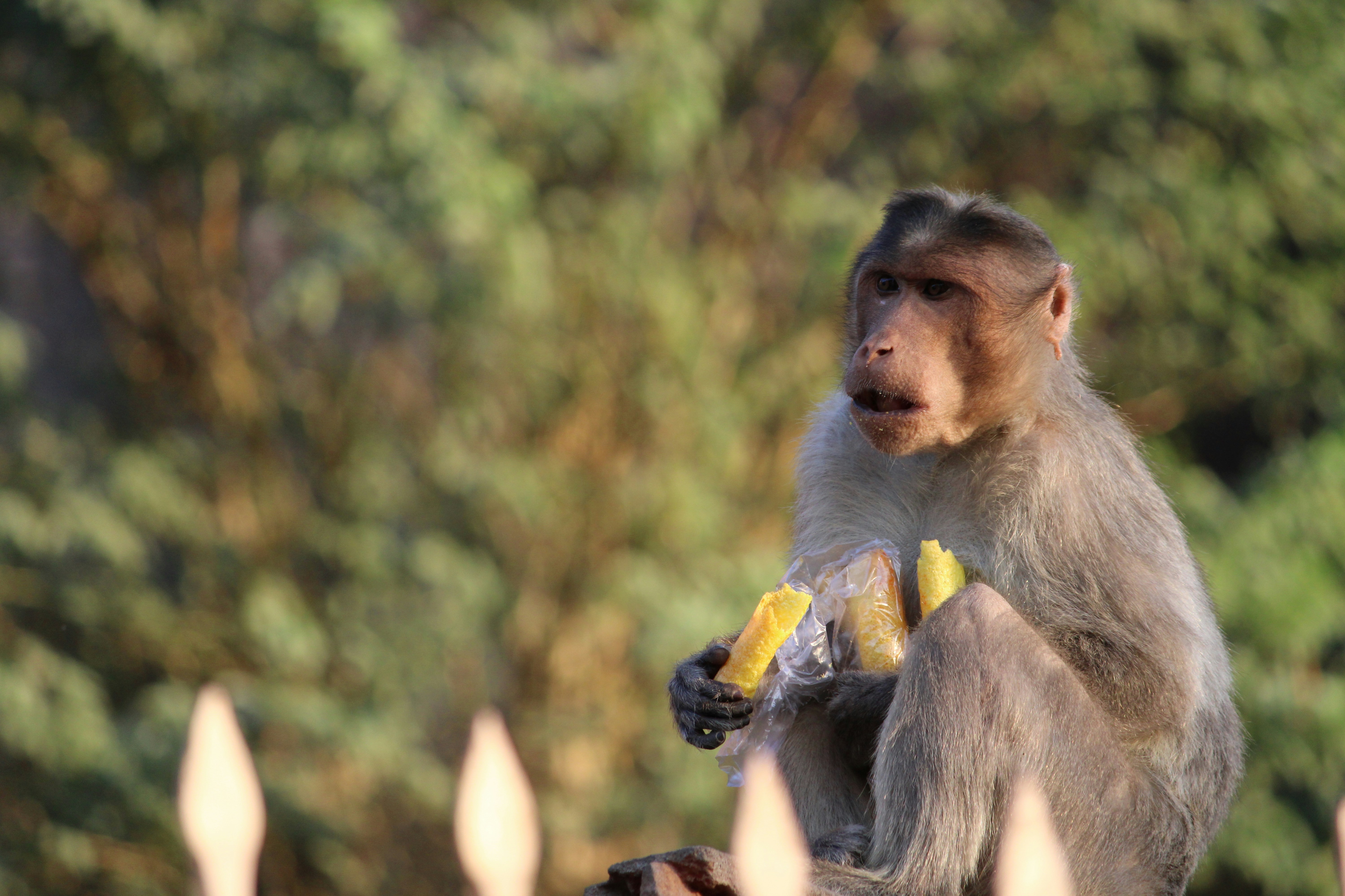 ein Affe, der eine Banane isst, während er auf einem Zaun sitzt