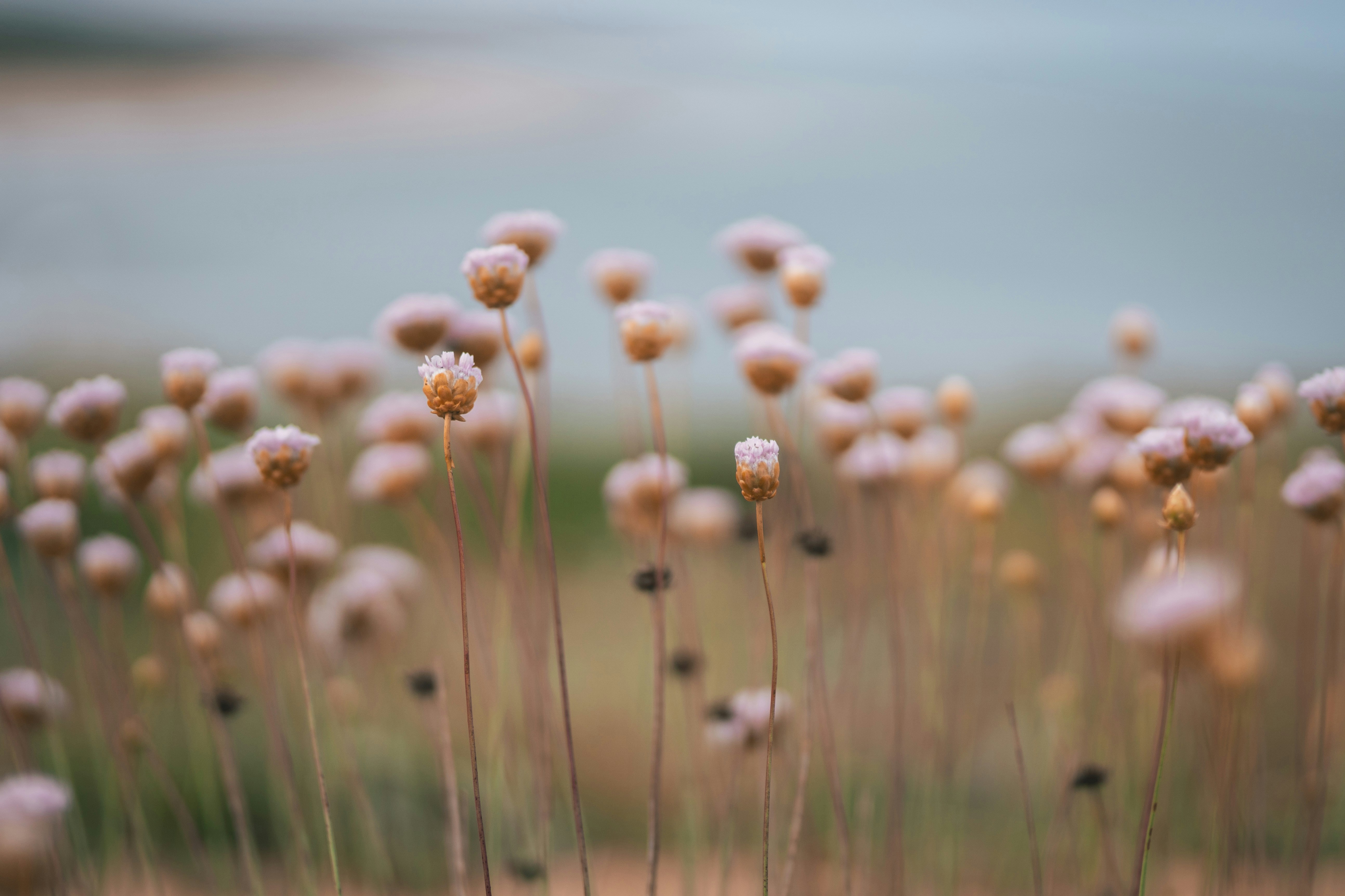 a bunch of flowers that are in the grass