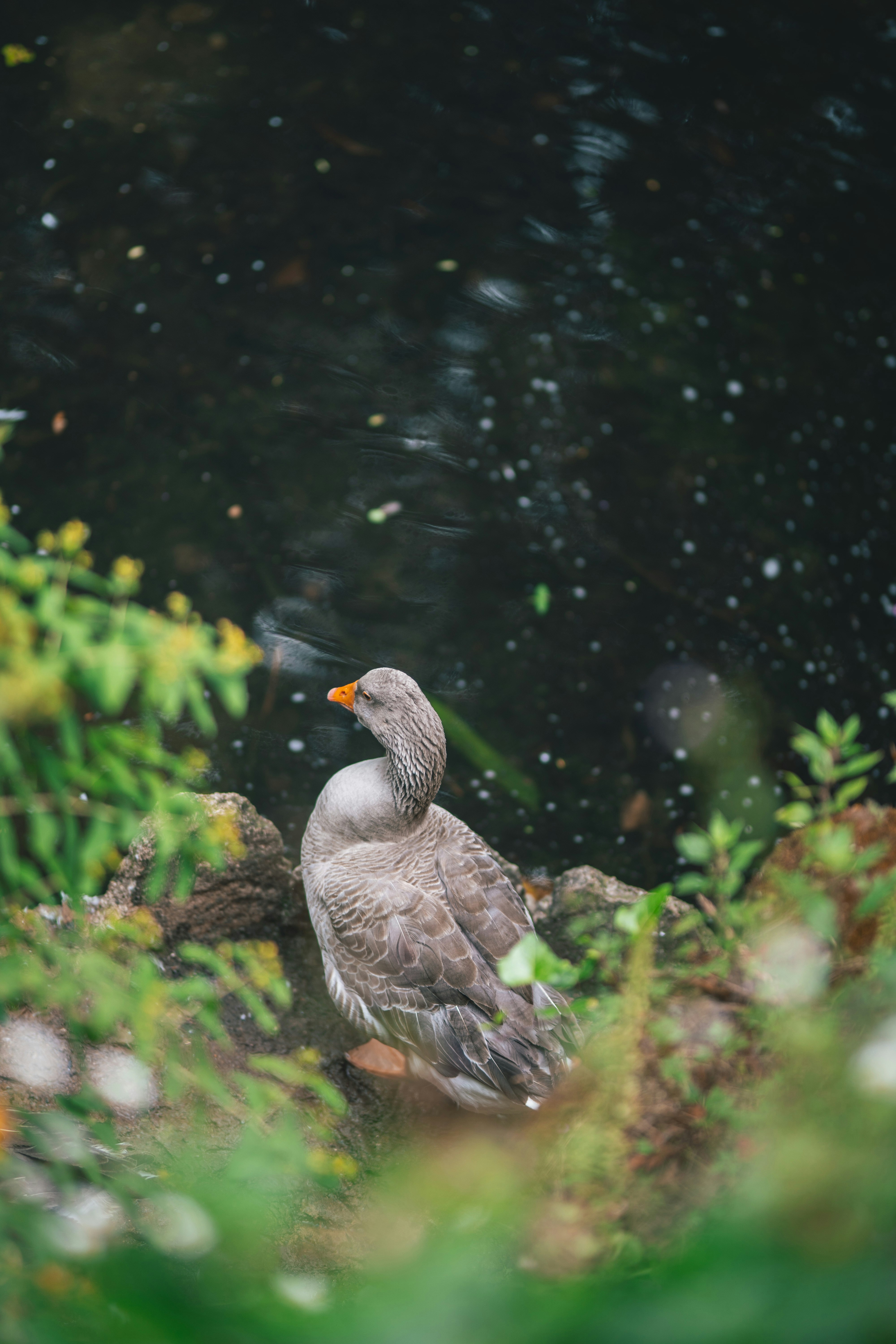 a duck sitting on a rock in the grass