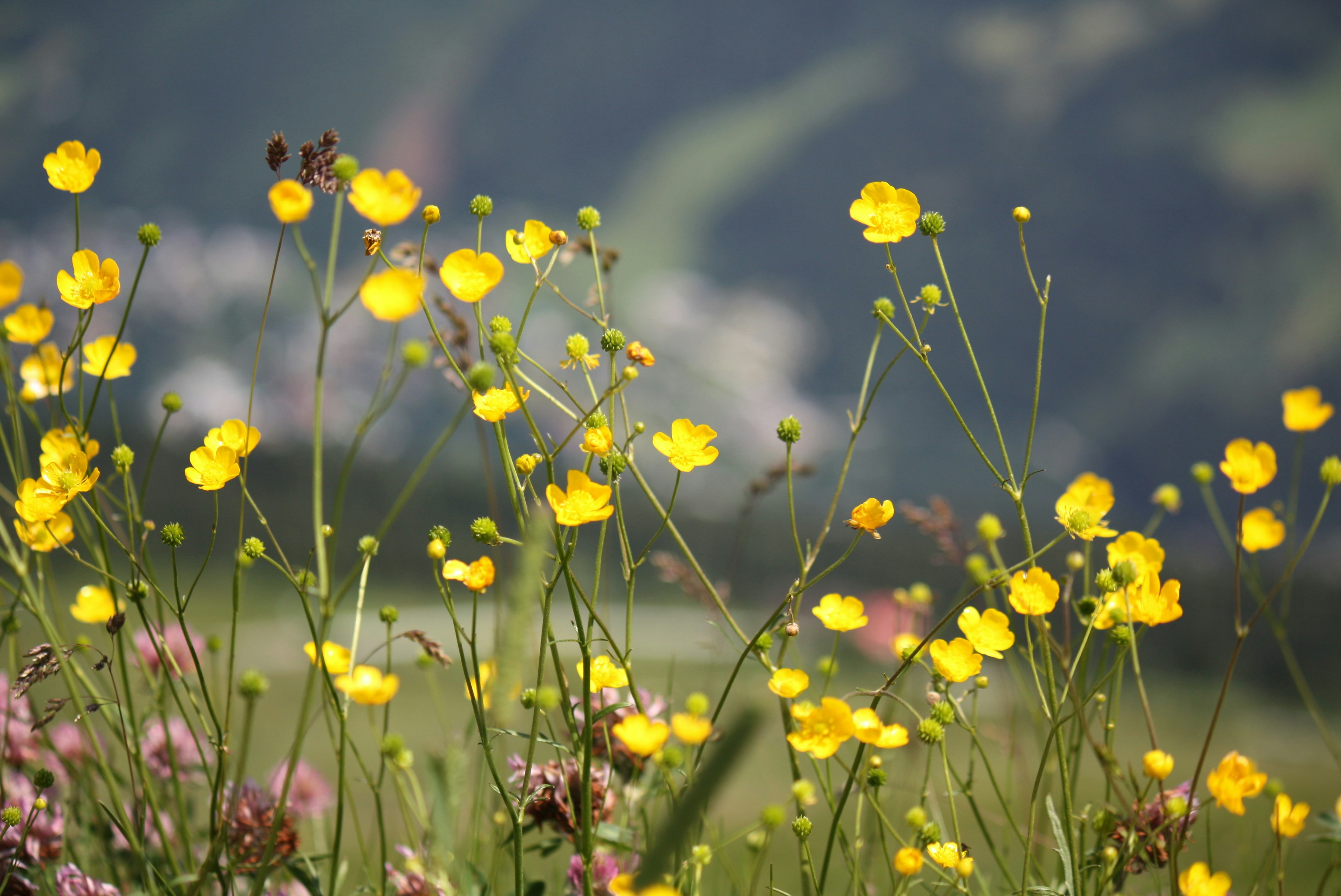 Imágenes de Fondo De Pantalla De Flores Amarillas | Descarga imágenes  gratuitas en Unsplash, image size:3000x2005