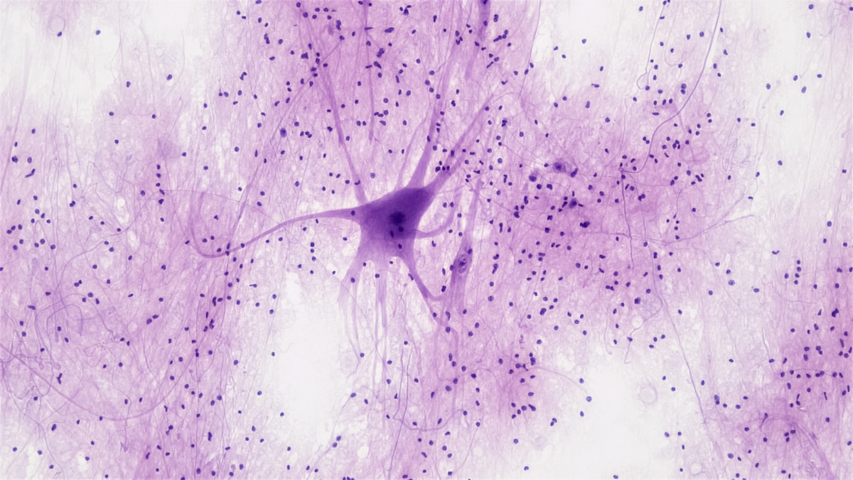 Fluorescent neuron microscopy — real nervous tissue at 100x magnification