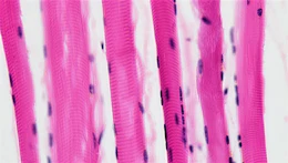 Scientists identify Miro1 as a regulator of insulin resistance in muscle