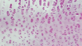 Connective Tissue: Developing Hyaline Cartilage