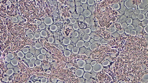 Cells Sense 10x Farther Than Expected