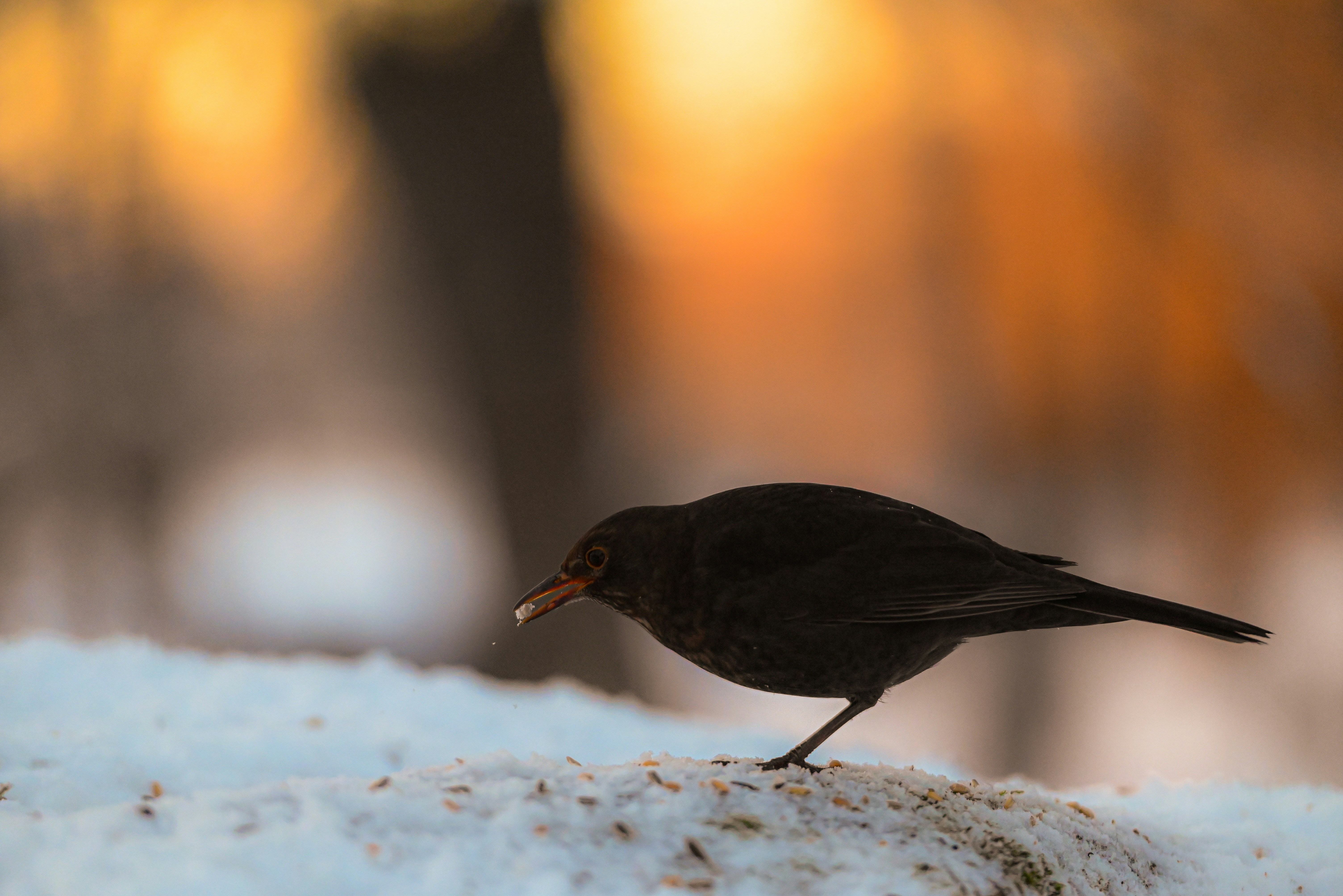 Photo by sanderhallaste