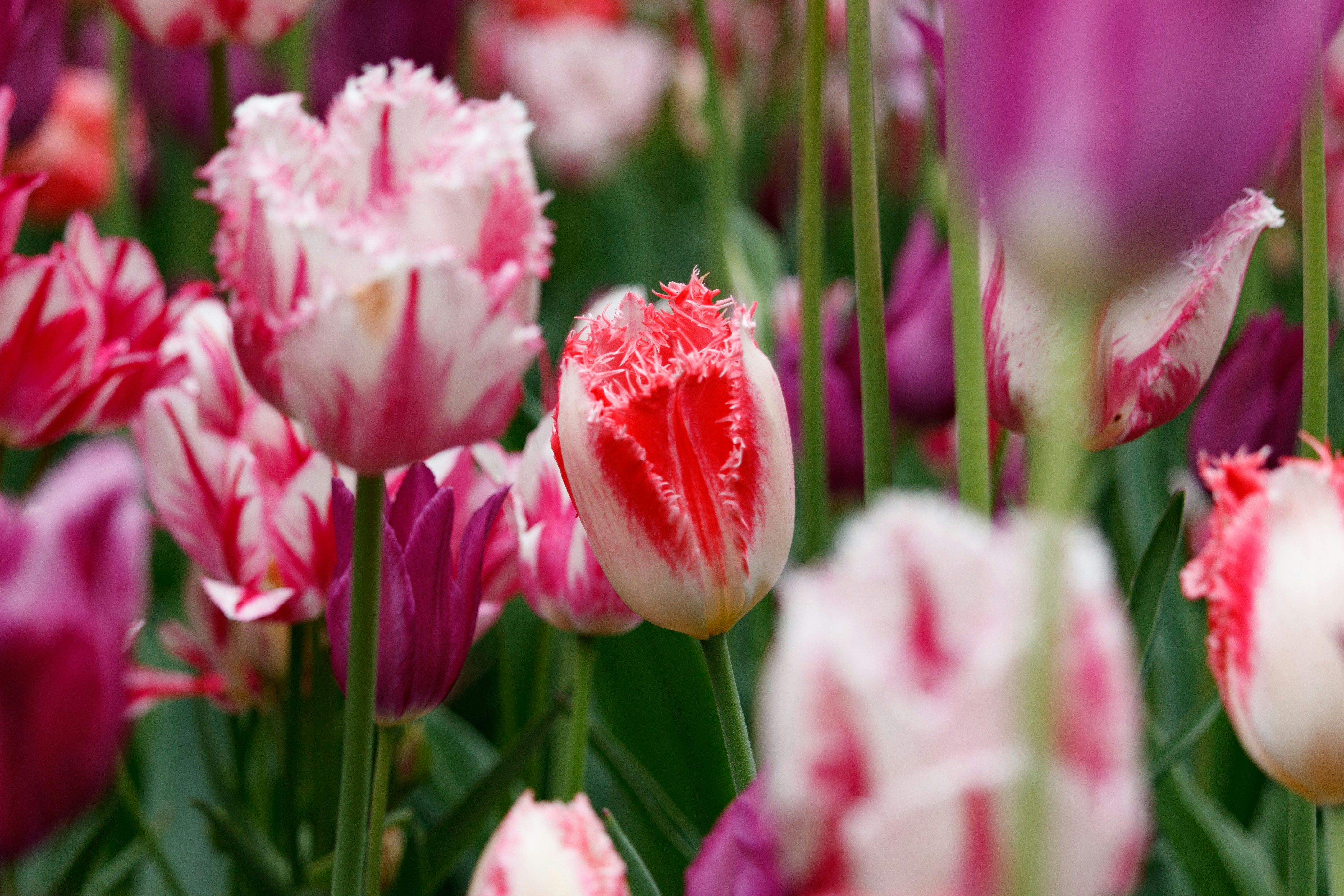 Photo by thirdcoastdad