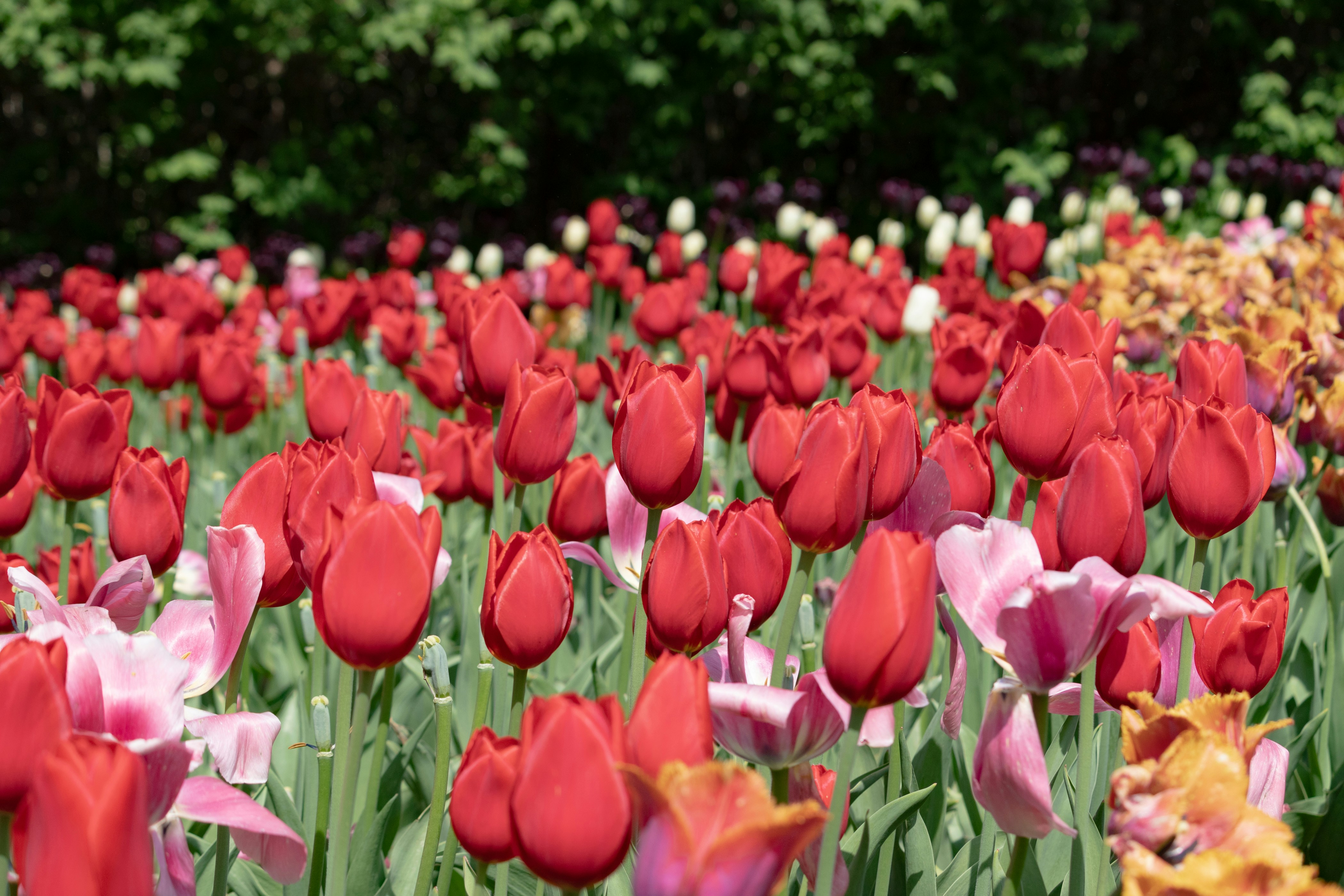 Photo by thirdcoastdad