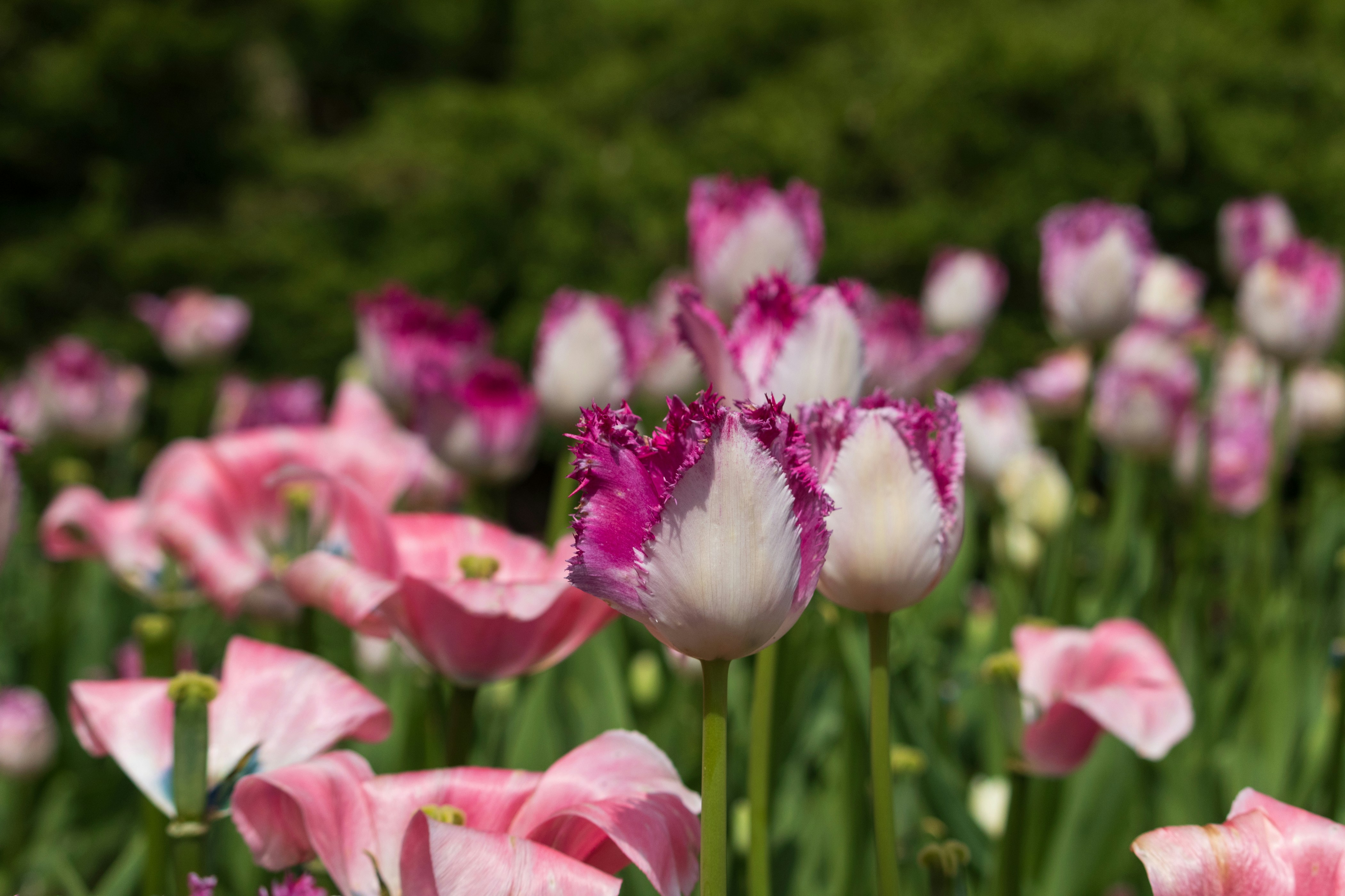 Photo by thirdcoastdad