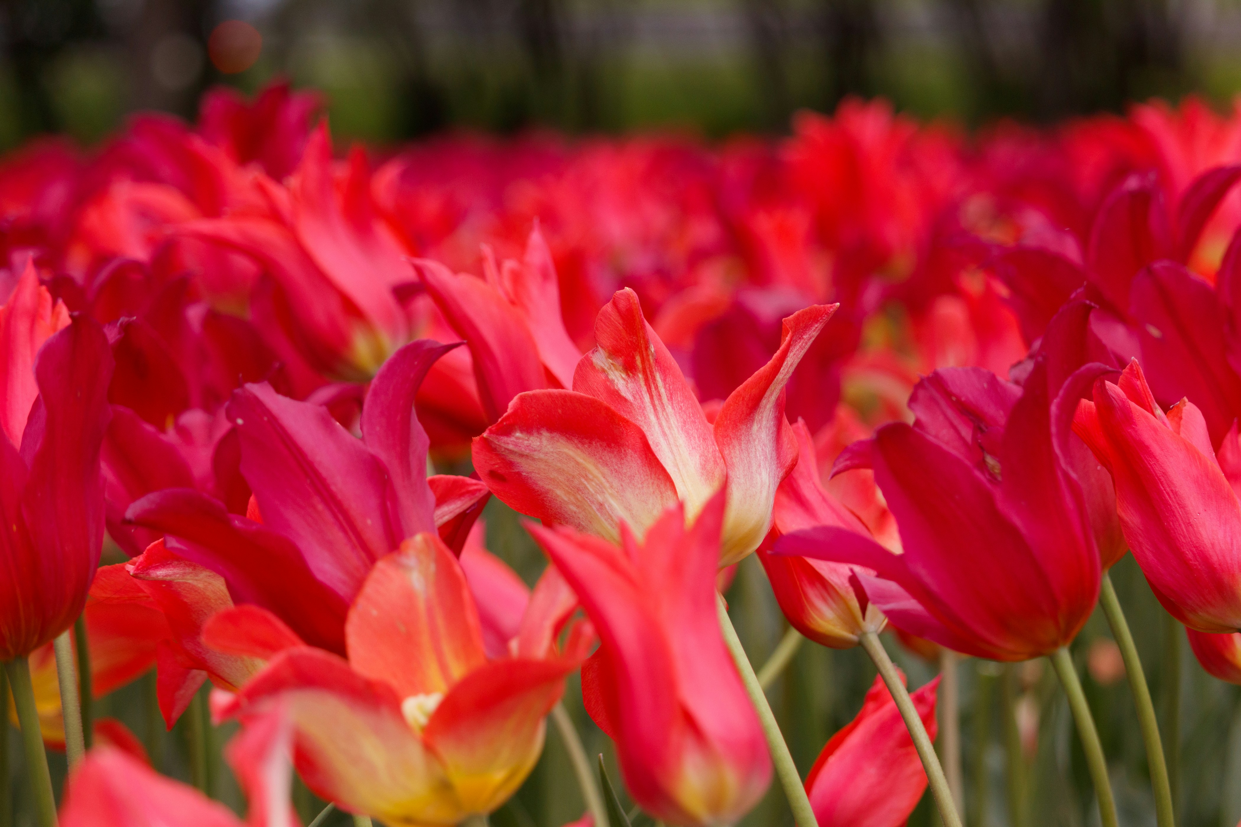 Photo by thirdcoastdad