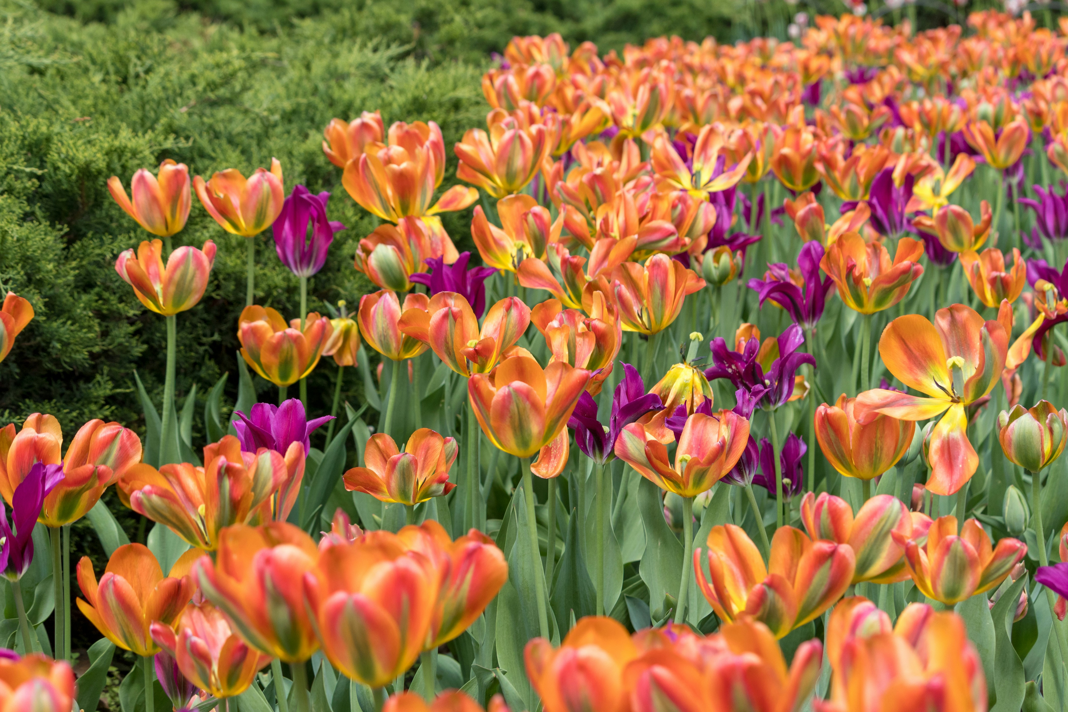 Photo by thirdcoastdad