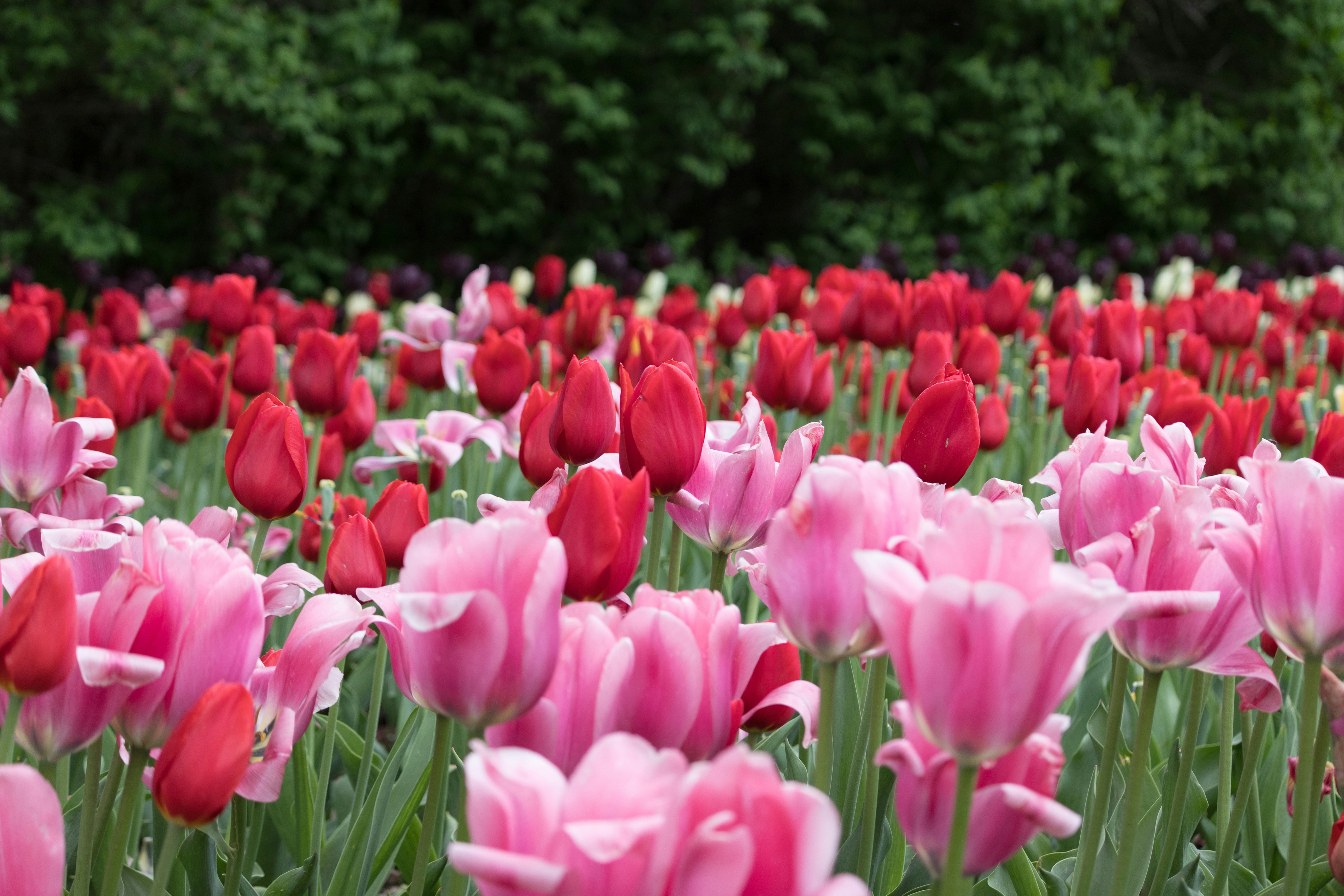 Photo by thirdcoastdad