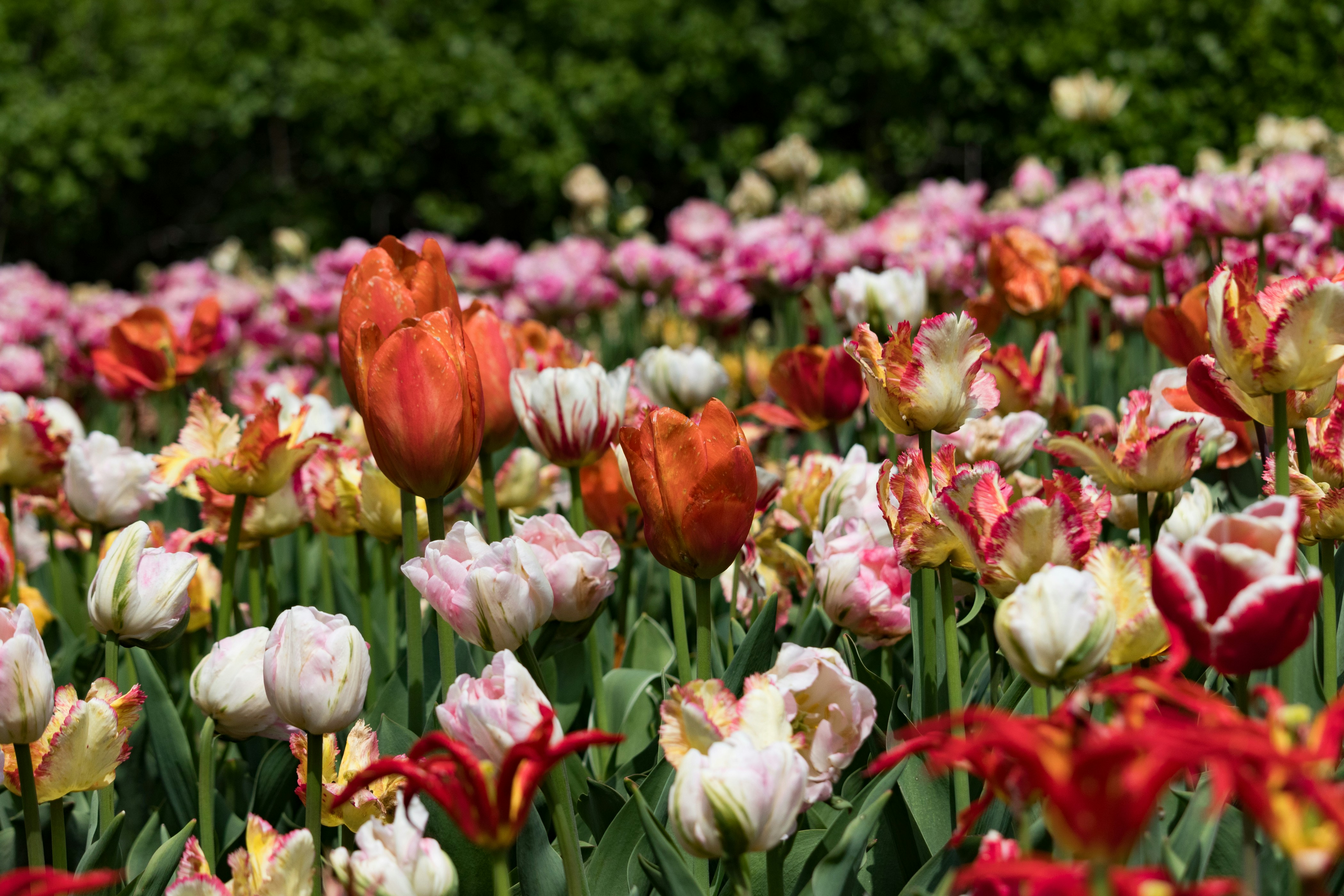 Photo by thirdcoastdad