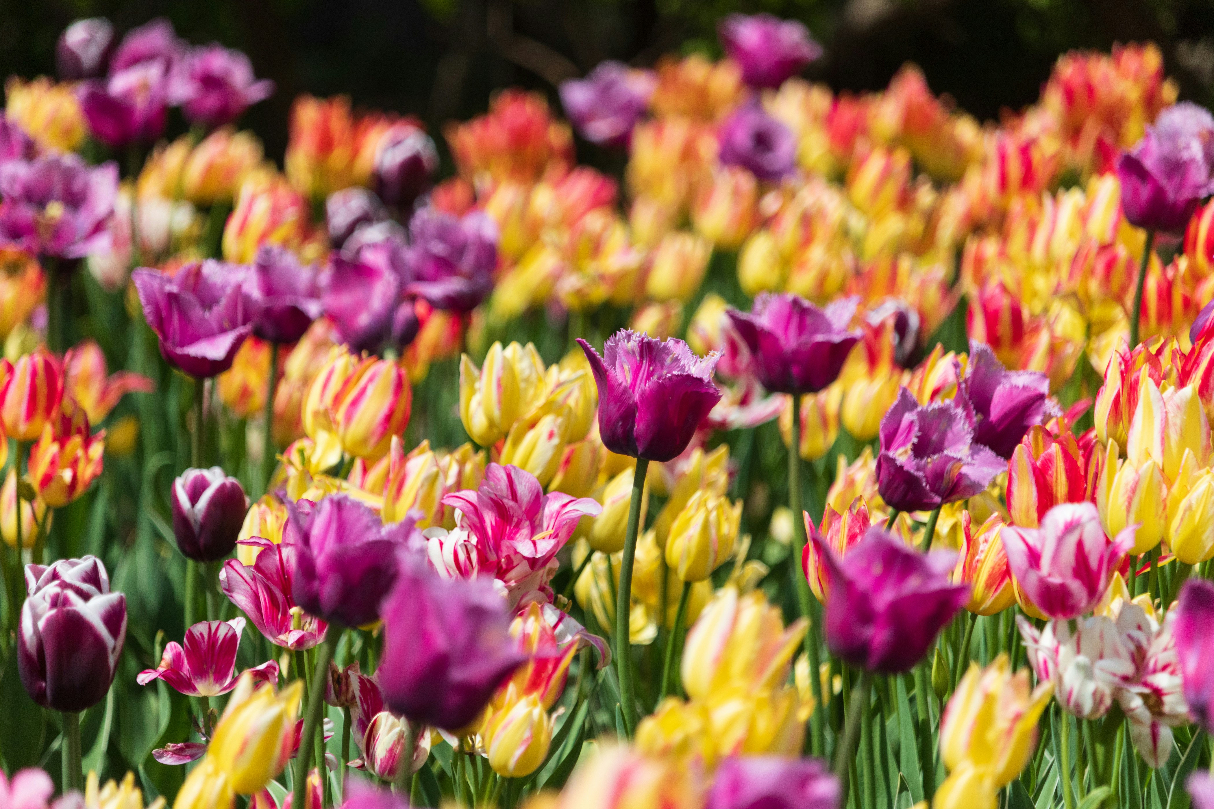 Photo by thirdcoastdad