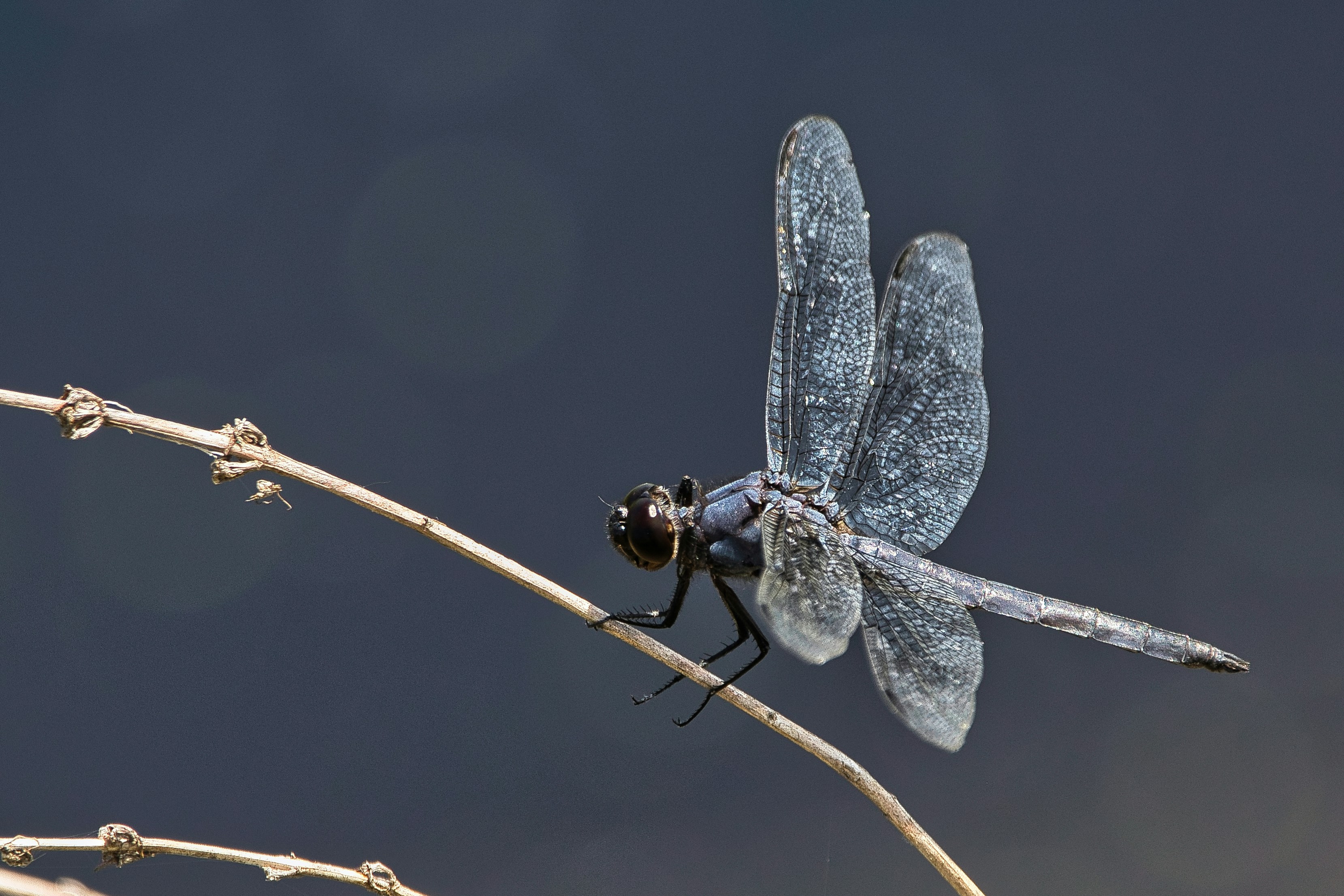 a blue dragonfly sitting on a twig