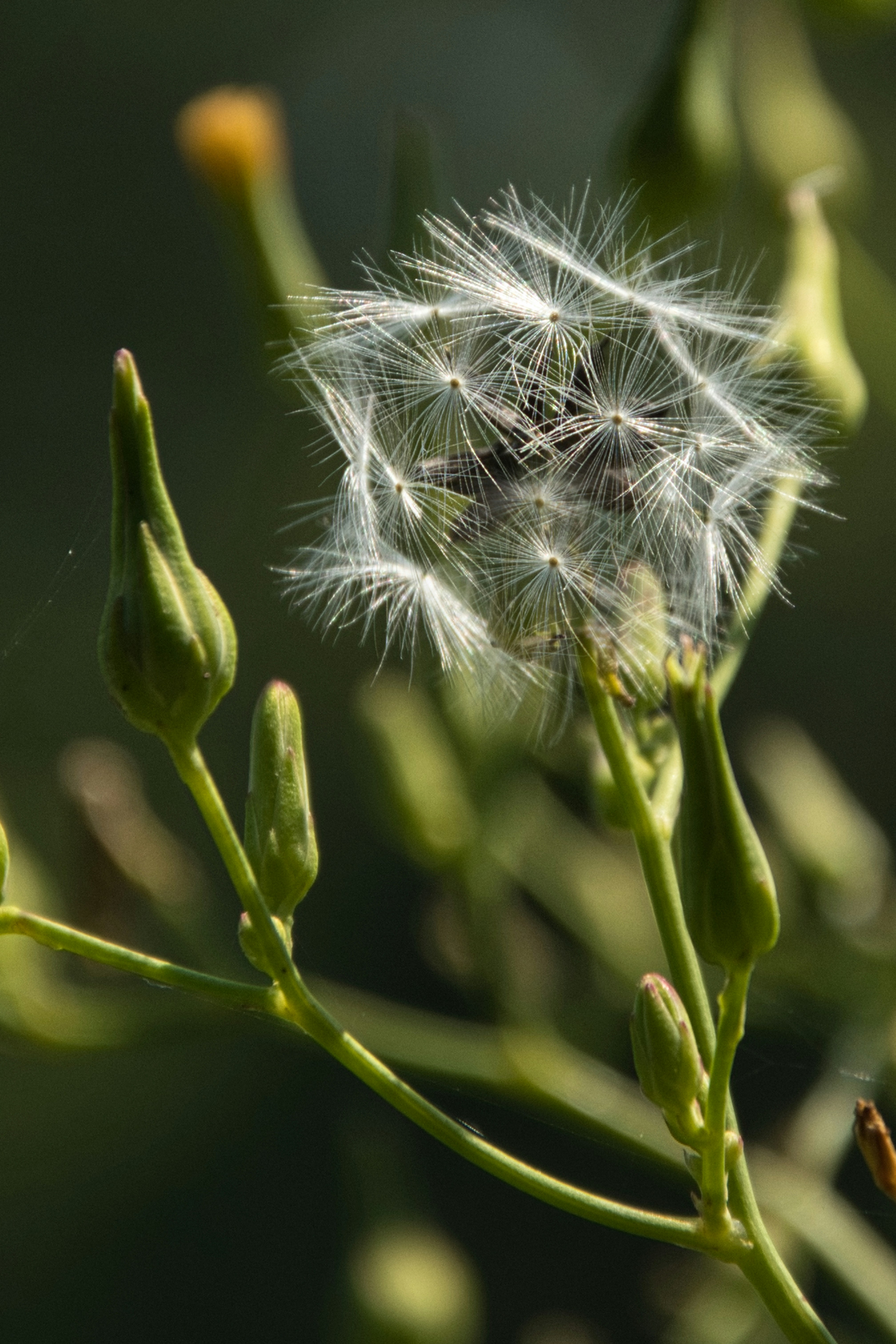 a close up of a dandelion with a blurry background