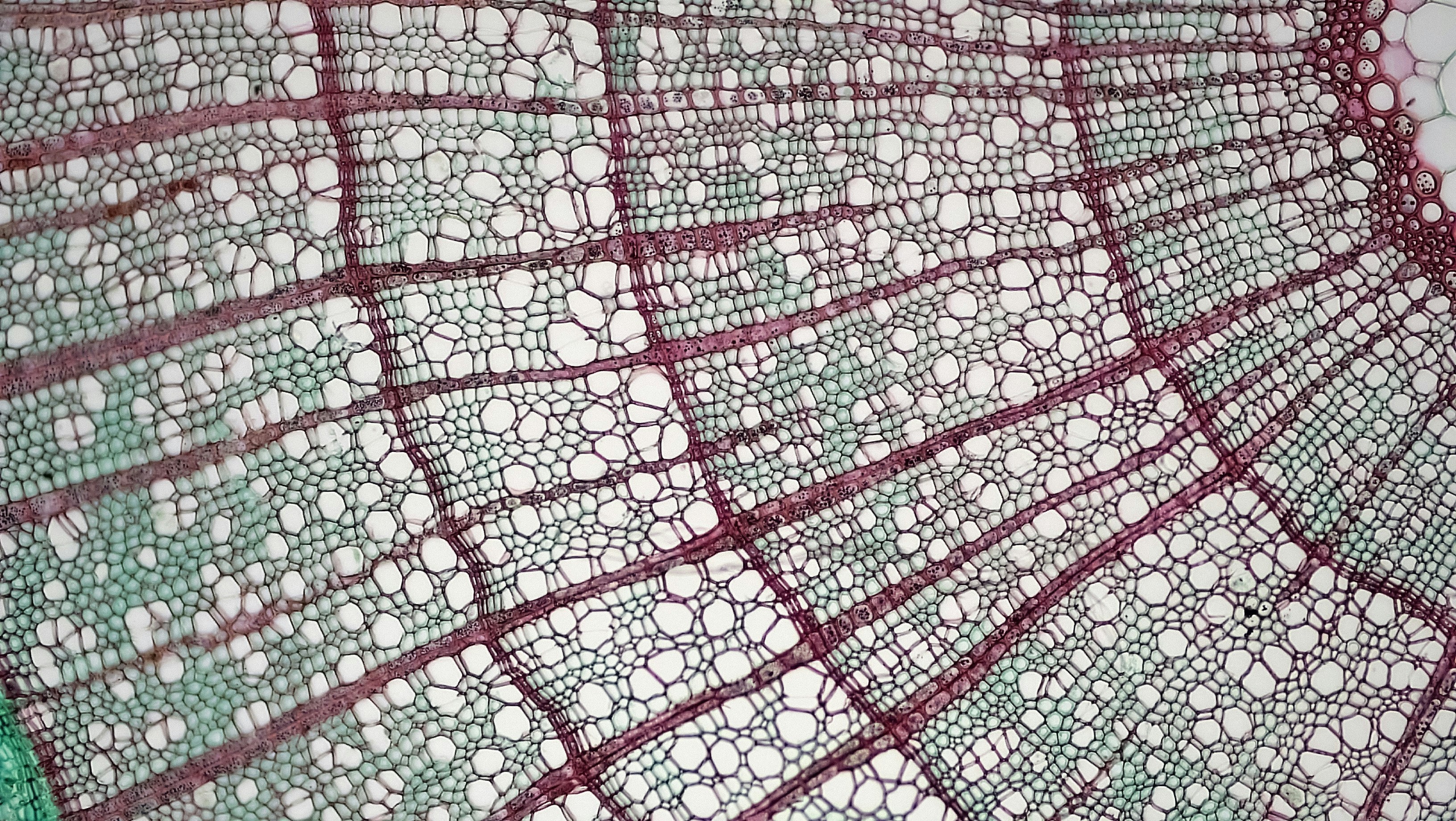 Woody Dicot Stem: Ray System in Four Year Liriodendron