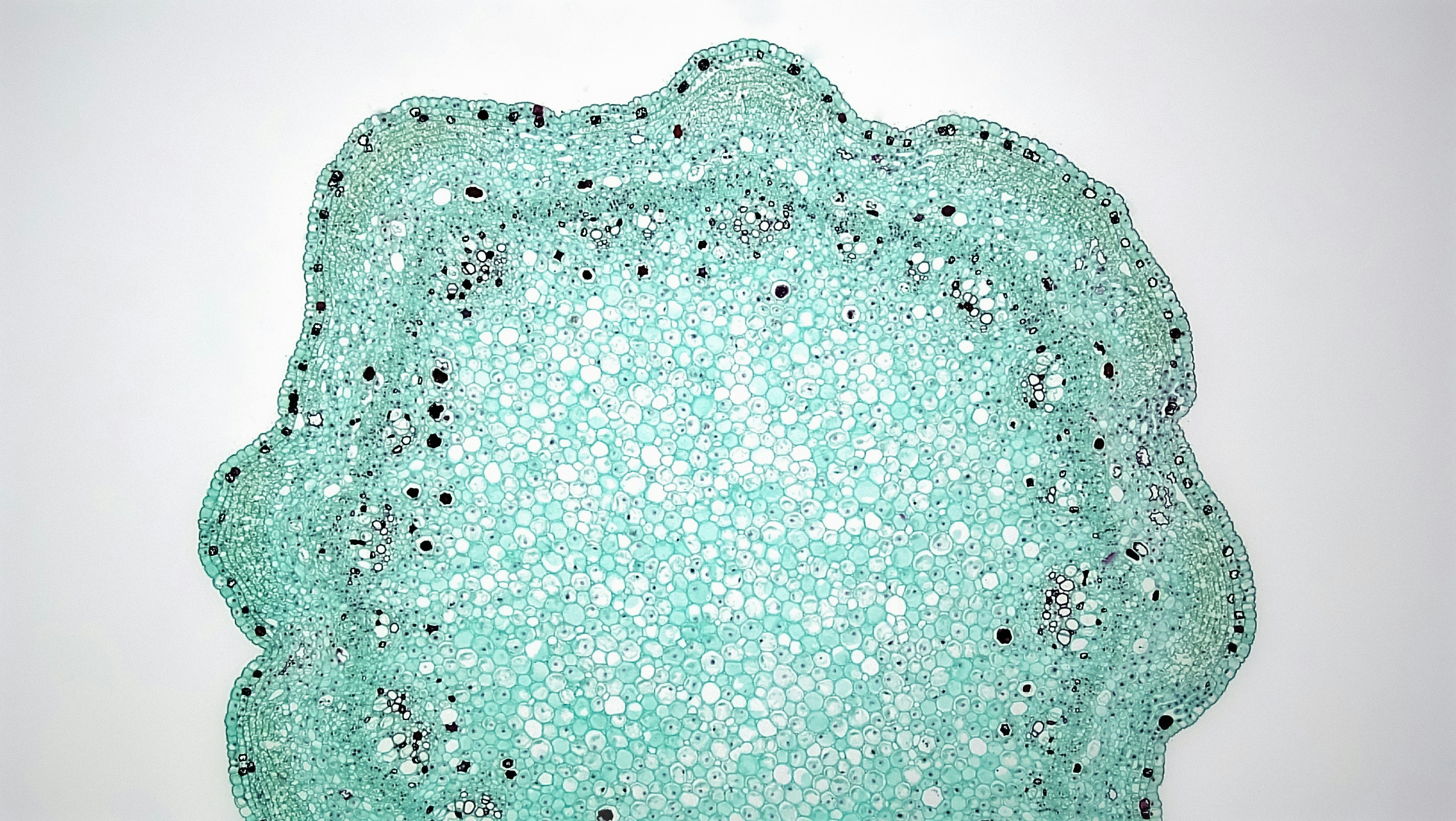 Why Some Laws Never Get Enforced