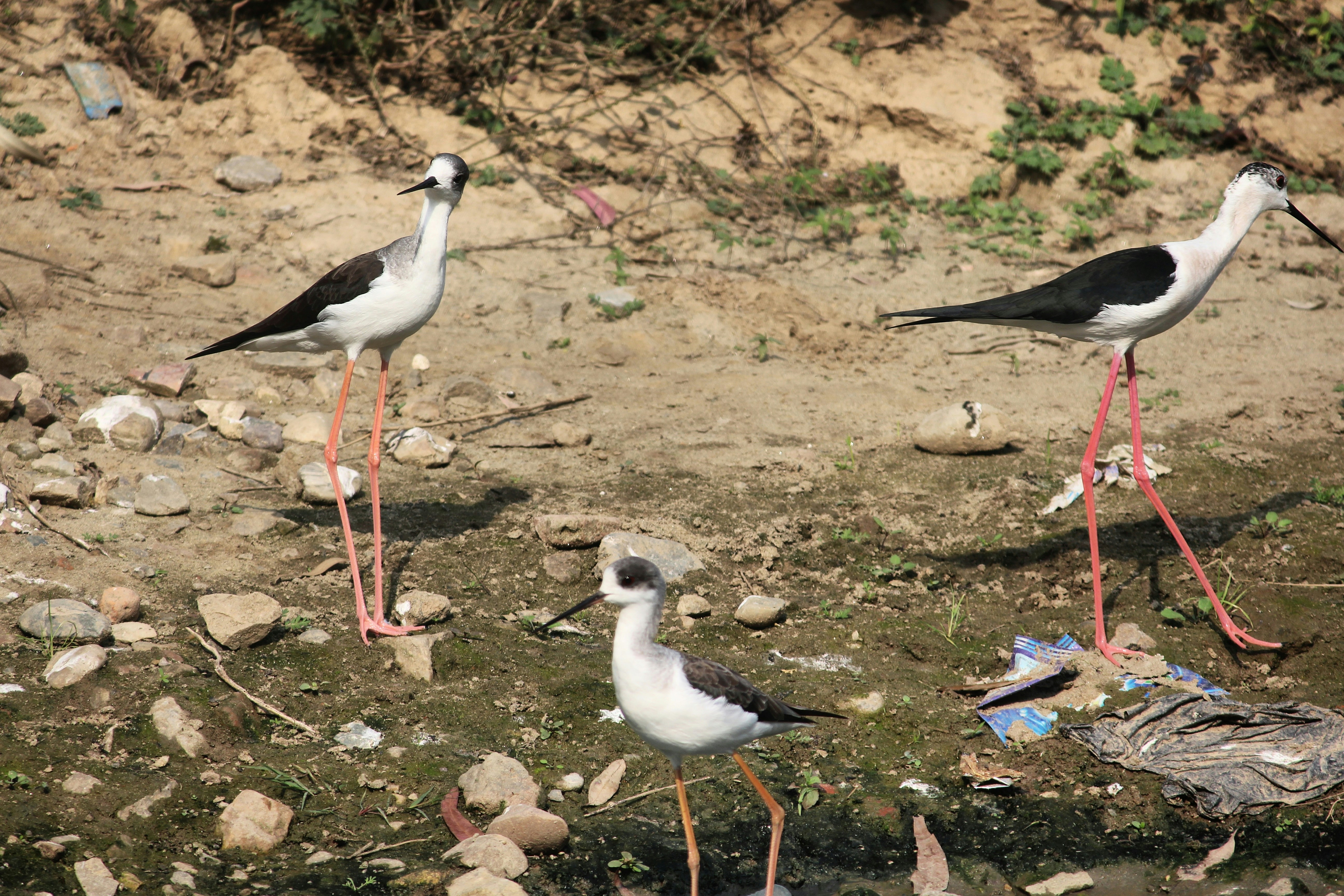a couple of birds that are standing in the dirt, Migratory birds came in front of my home. Captured them in my camera was great experience of mine.