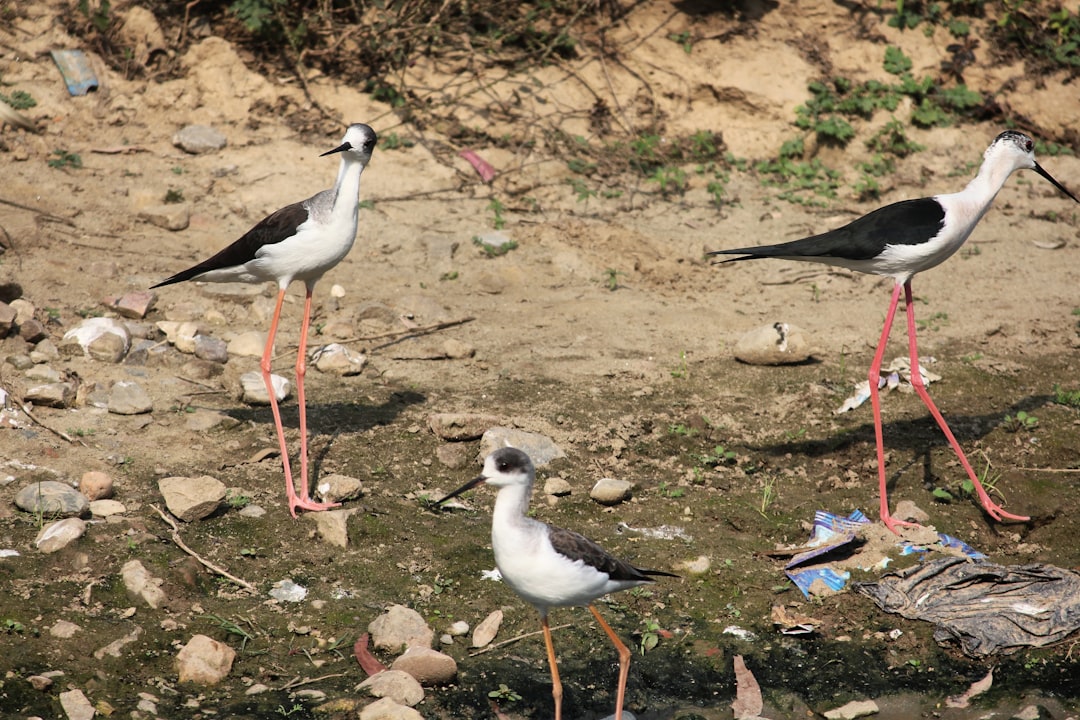 a couple of birds that are standing in the dirt, Migratory birds came in front of my home. Captured them in my camera wa