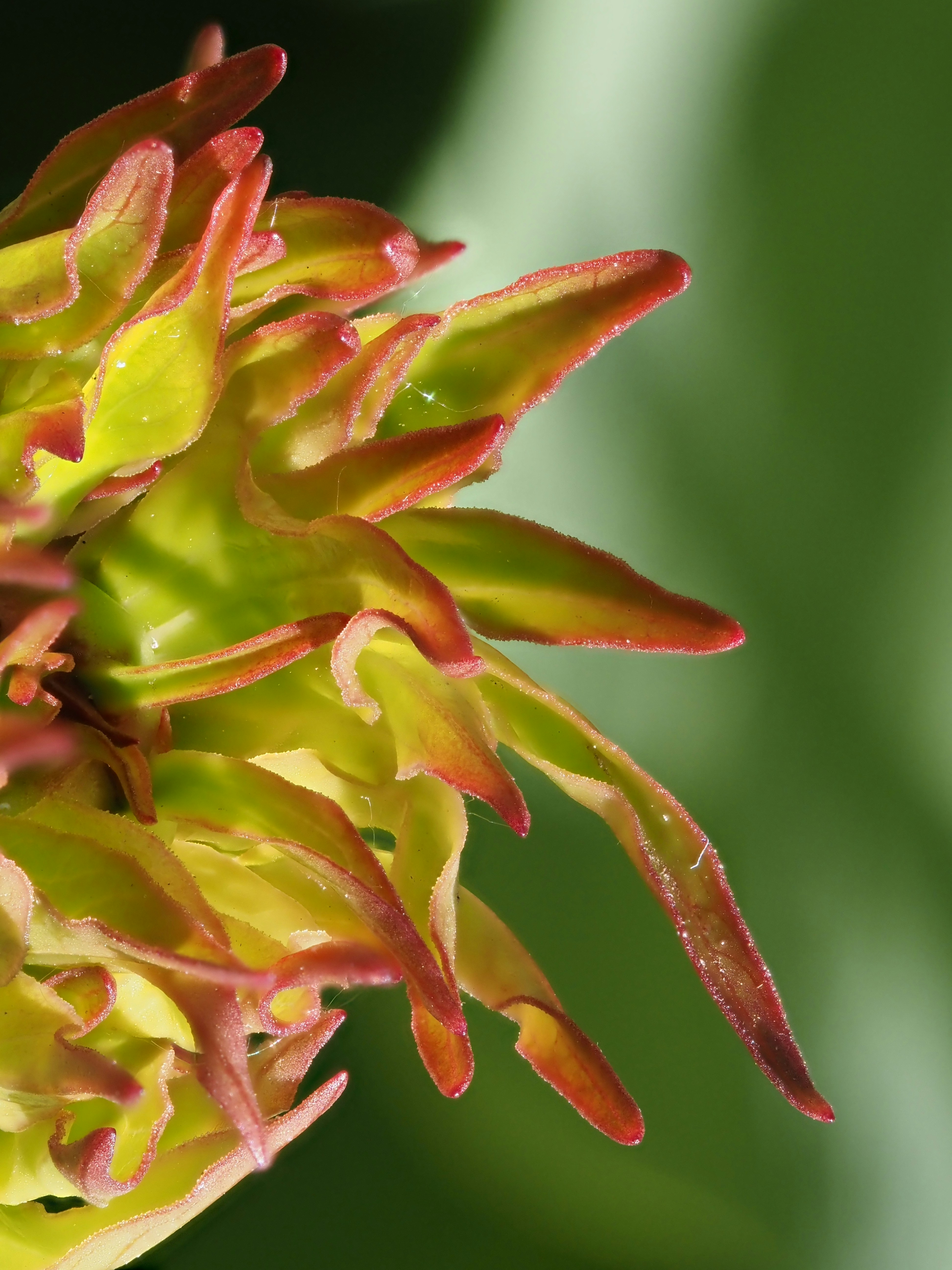 photo-1716836040064-cbf62a8cc0fe?ixid=M3wxMjA3fDB8MXxzZWFyY2h8MTF8fGdyb3dpbmclMjBlcGlwaHlsbHVtJTNBJTIwdGhlJTIwdWx0aW1hdGUlMjBndWlkZSUyMHRvJTIwb3JjaGlkJTIwY2FjdHVzfGVufDB8fHx8MTc1MjE0NTk4OHww\u0026ixlib=rb-4.1.0