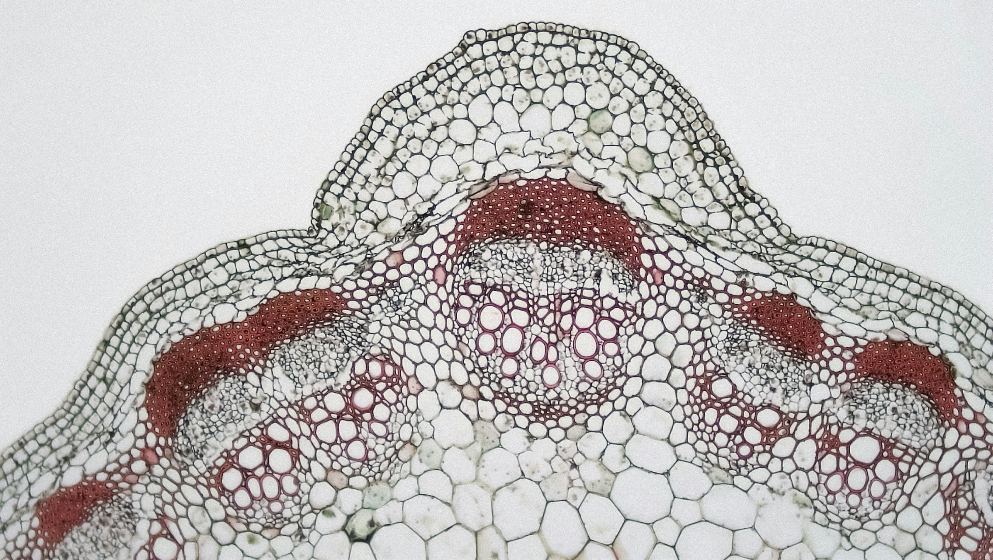 Herbaceous Dicot Stem: Ridge Hypodermis in Young Helianthus