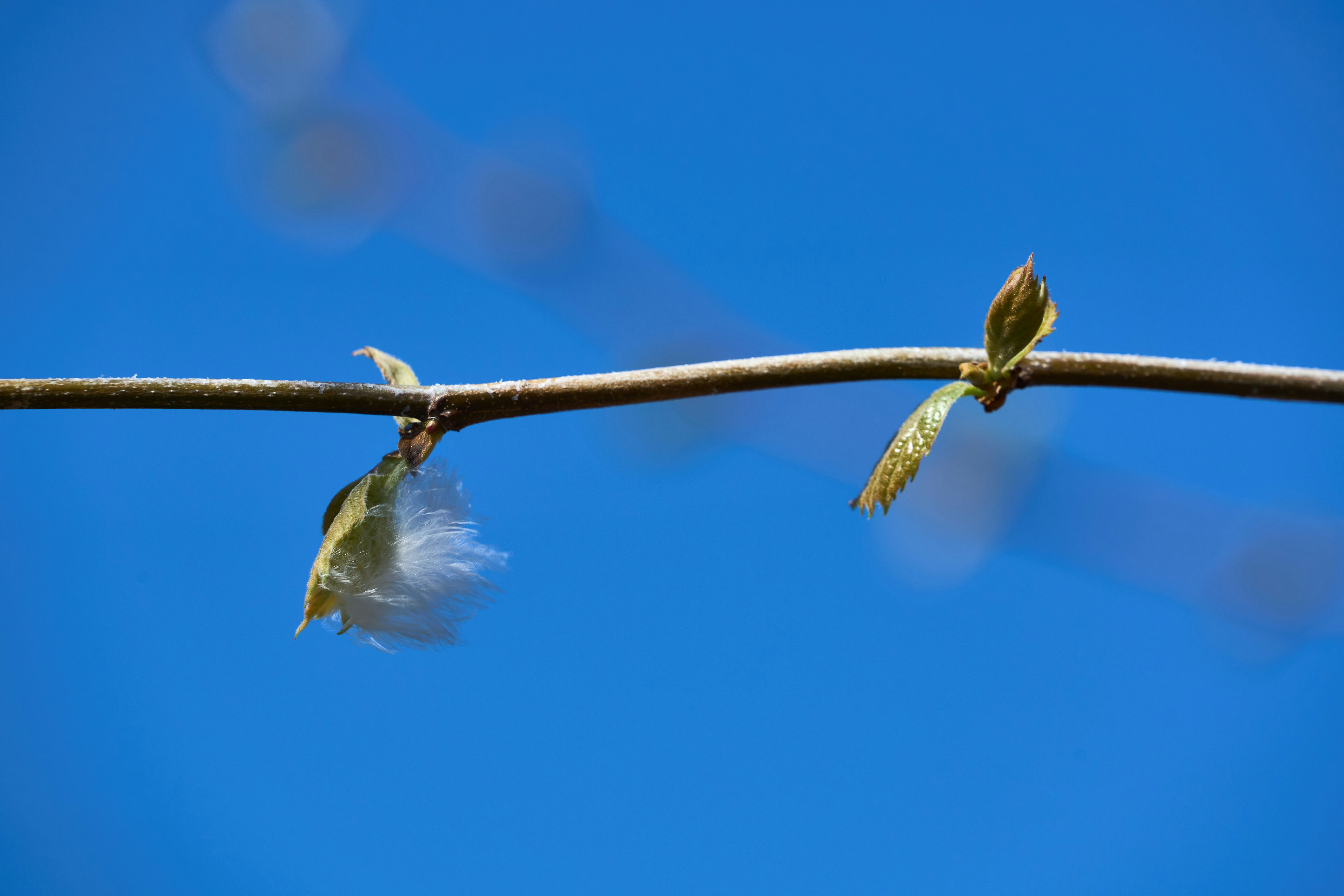 Photo by wolfgang_hasselmann