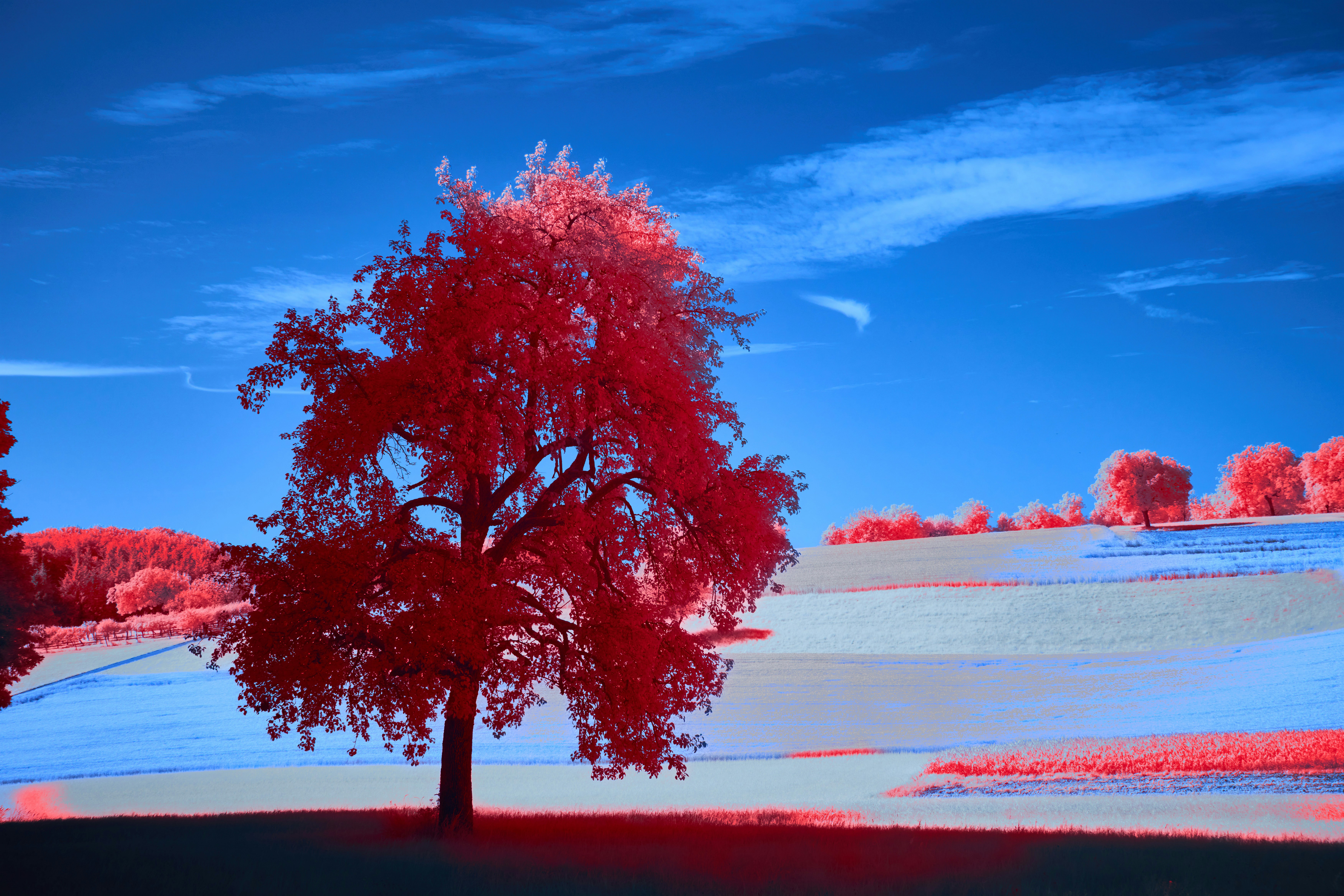 Photo by wolfgang_hasselmann