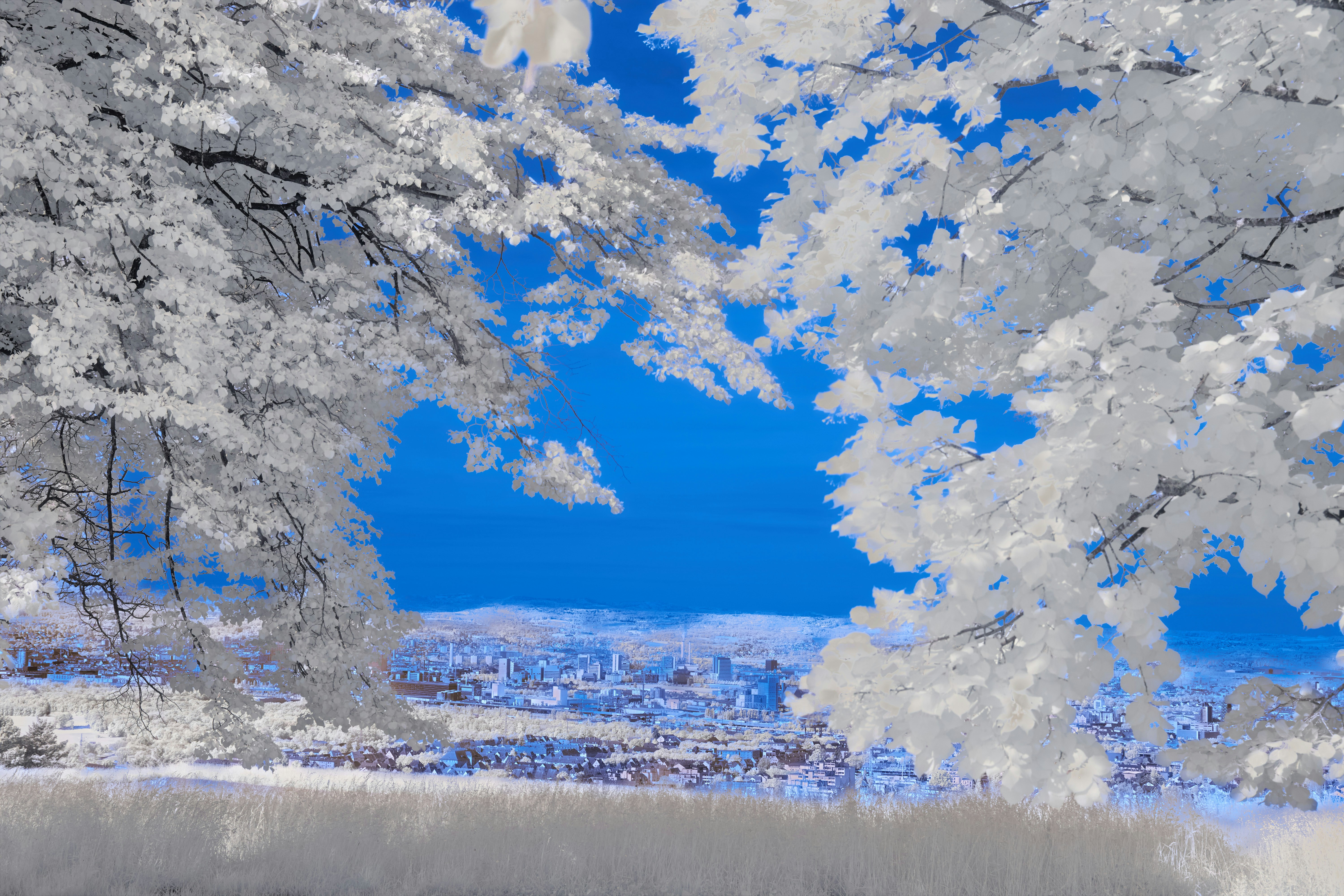 Photo by wolfgang_hasselmann