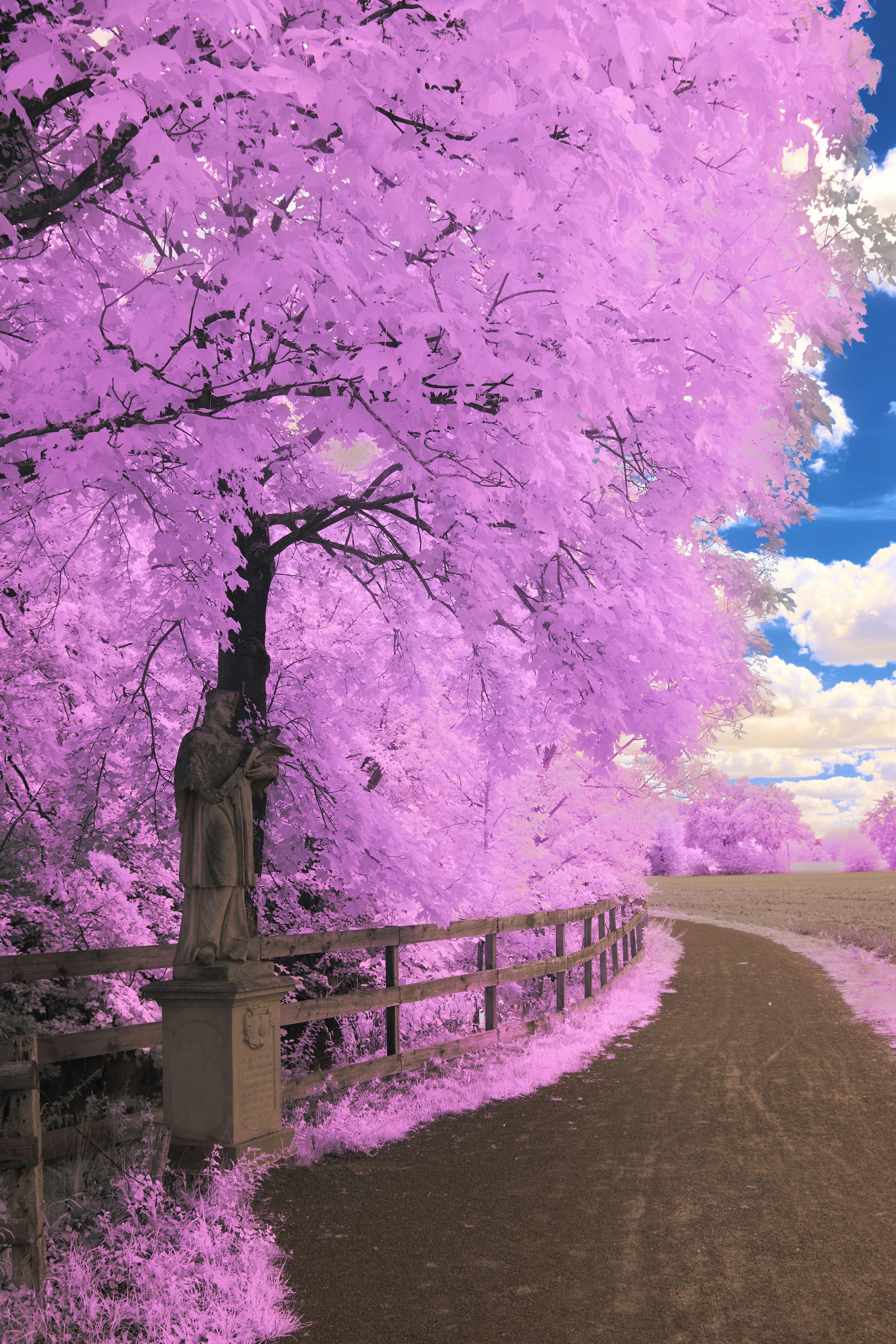 Photo by wolfgang_hasselmann