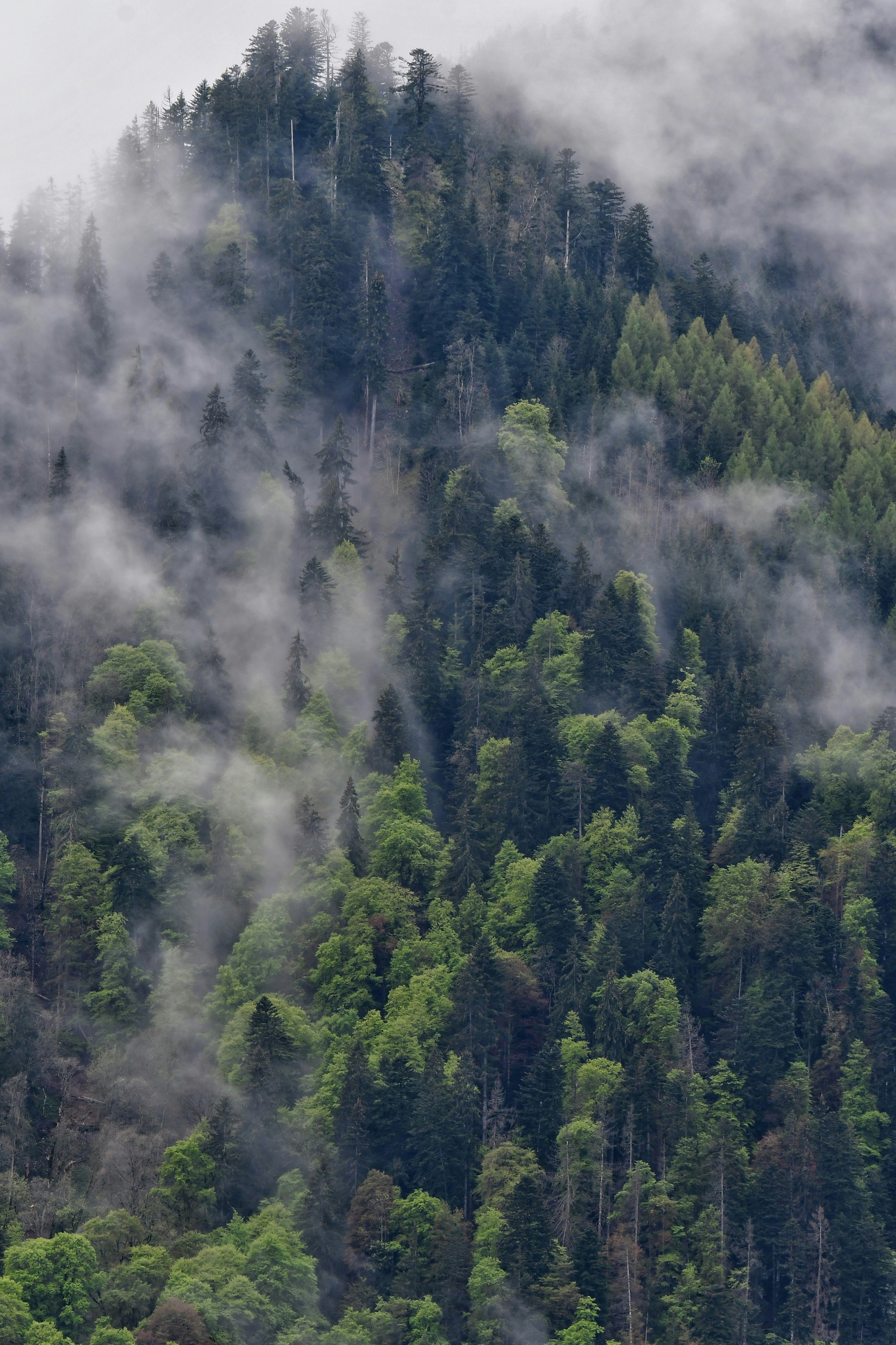a plane flying over a forest covered in fog