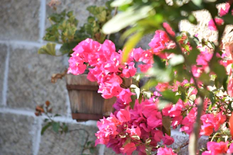 a potted plant with pink flowers in front of a brick wall