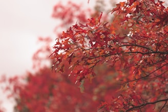 a tree with red leaves in the fall