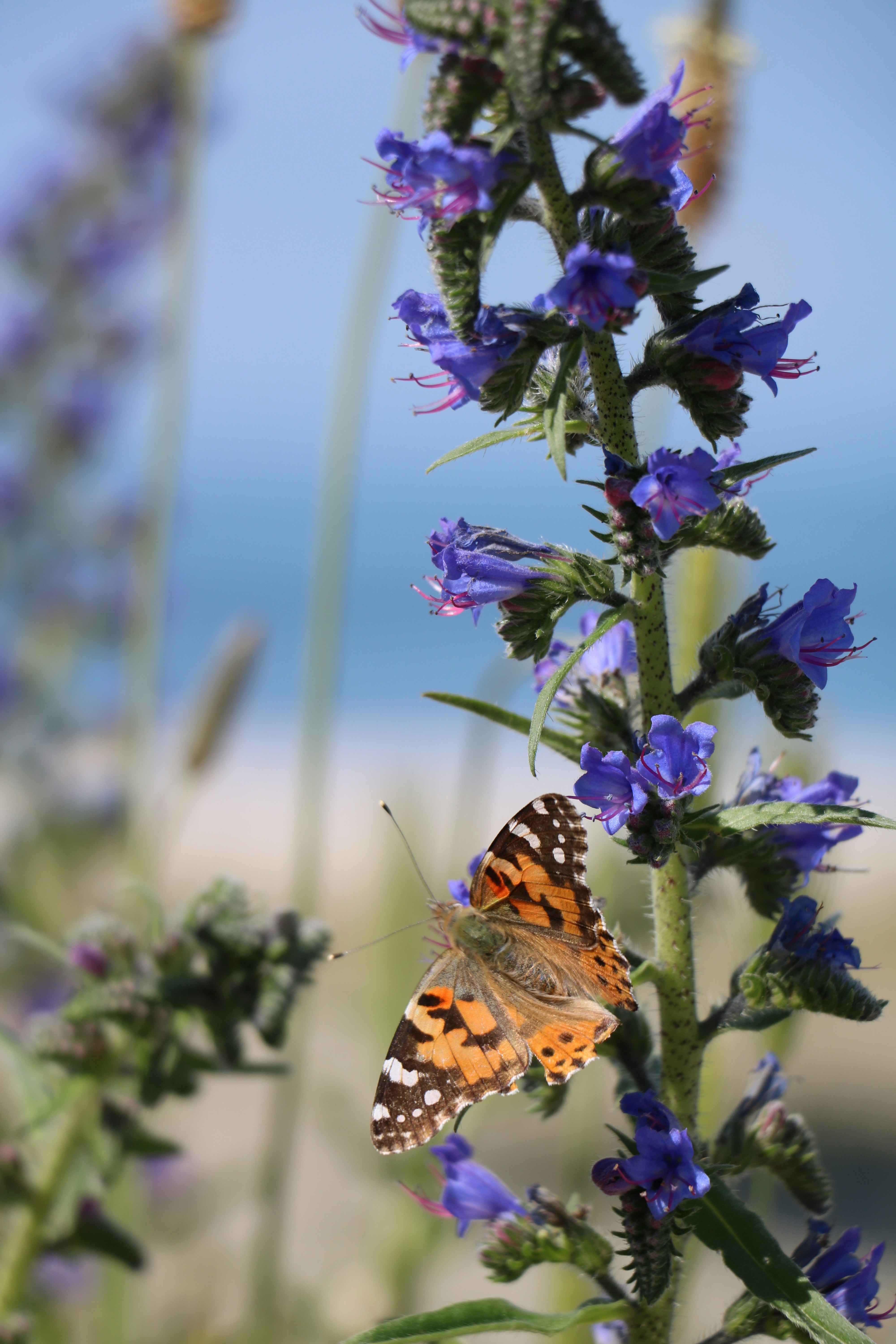 a butterfly sitting on top of a purple flower