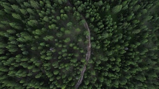 an aerial view of a green forest with a path in the middle