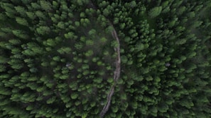 an aerial view of a green forest with a path in the middle