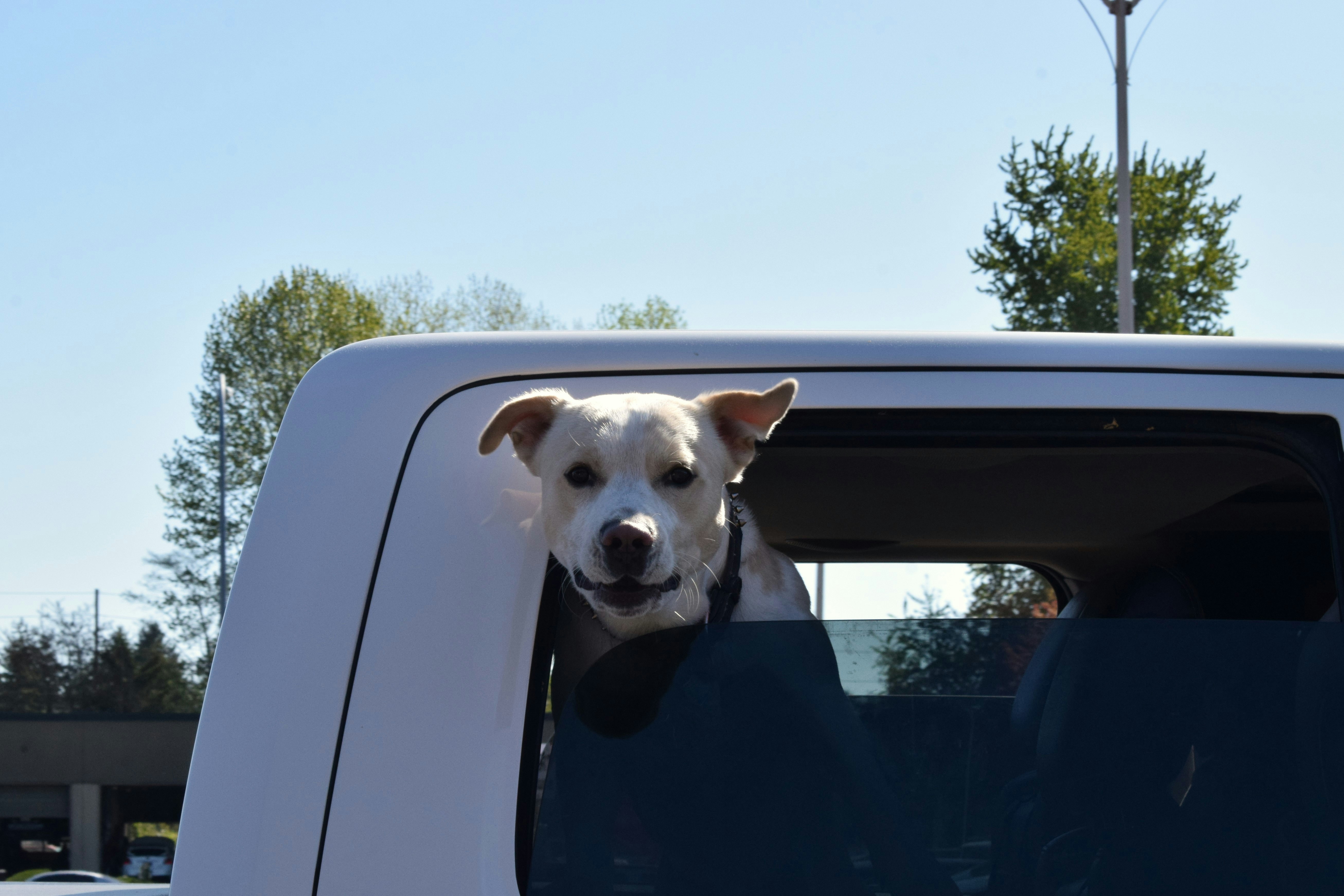 Happy dog traveling in car with owner