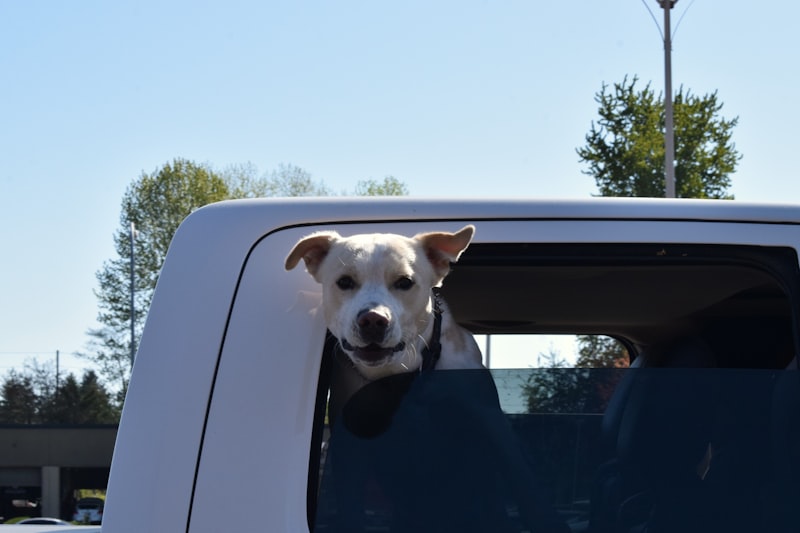 Dog Motion Sickness: Why Your Pup Gets Queasy on Car Rides