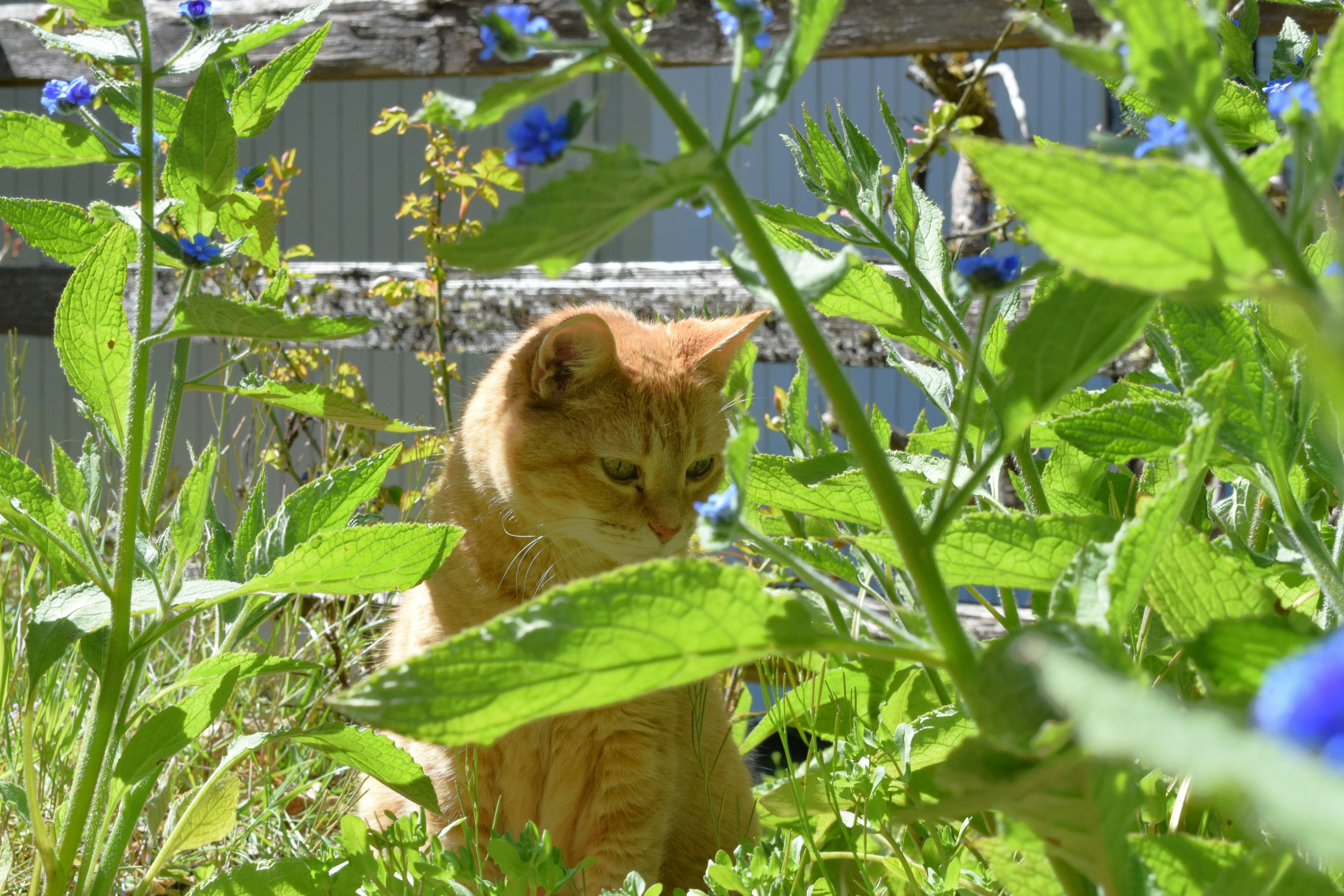 Gardening Observers (image credits: unsplash)