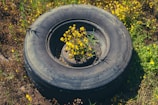 a tire with a plant growing out of it